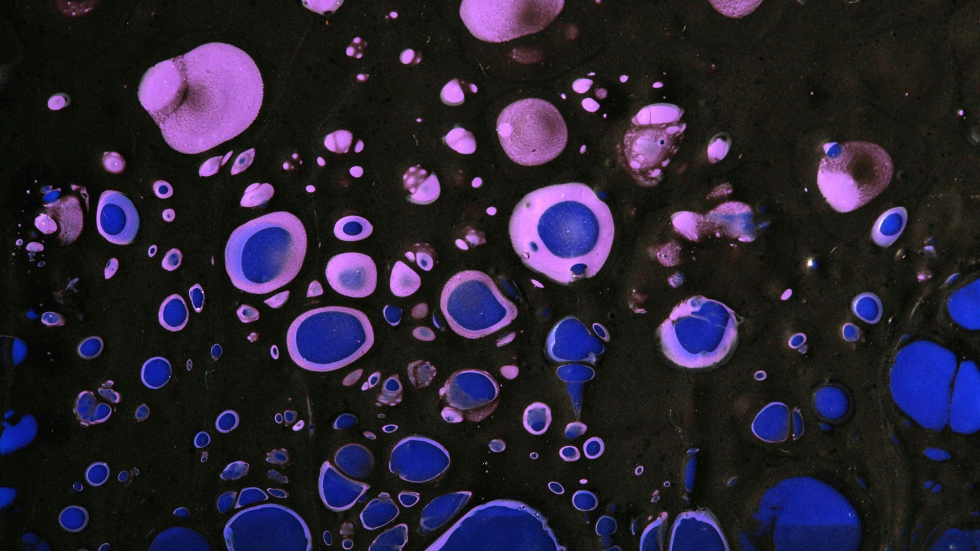 8. Bloqueurs de la sénescence cellulaire
