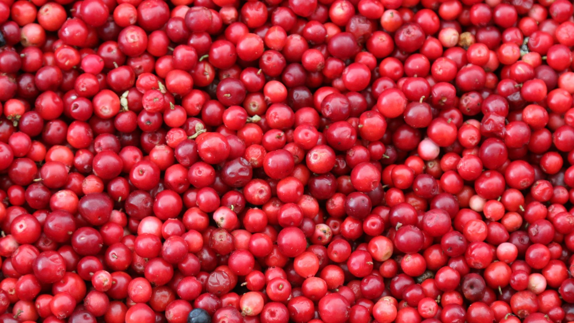6. Le jus de canneberge prévient les infections urinaires