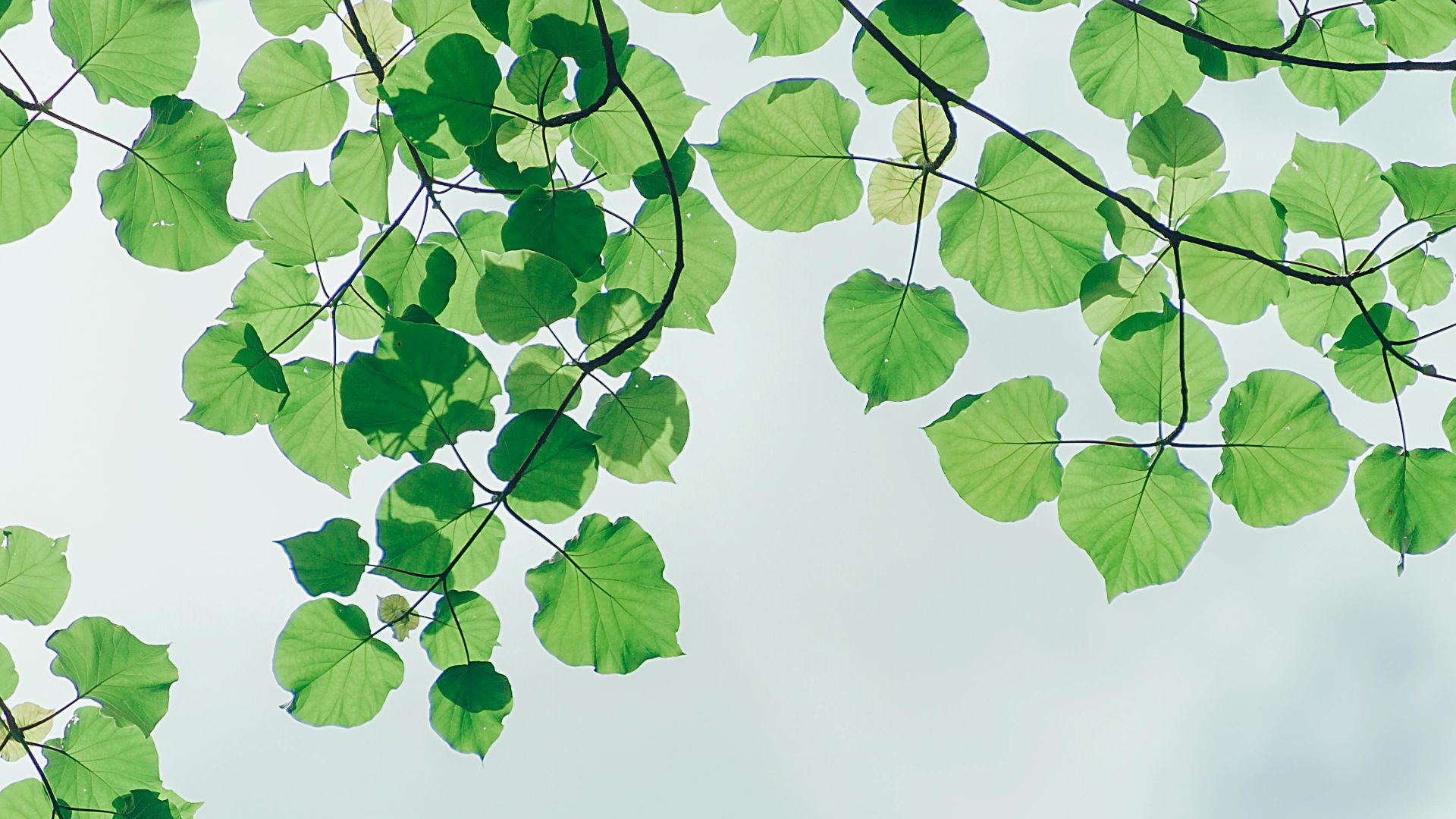 7. Les feuilles peuvent prédire la pluie