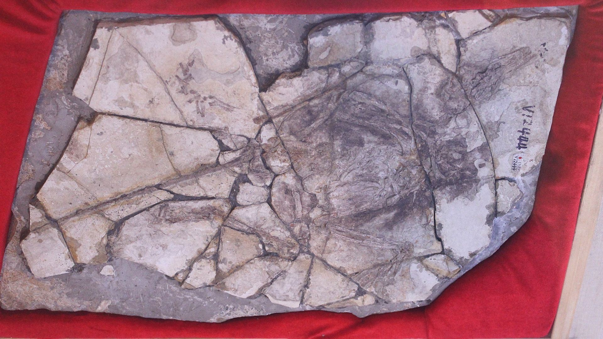 20. Le fossile de l'archéoraptor (1999)