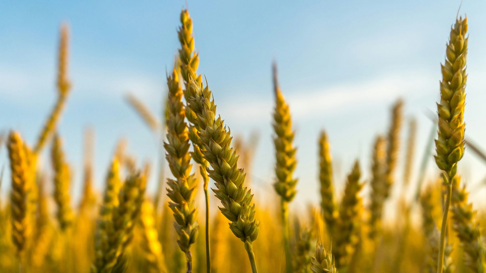 6. L'ergotisme a été démenti