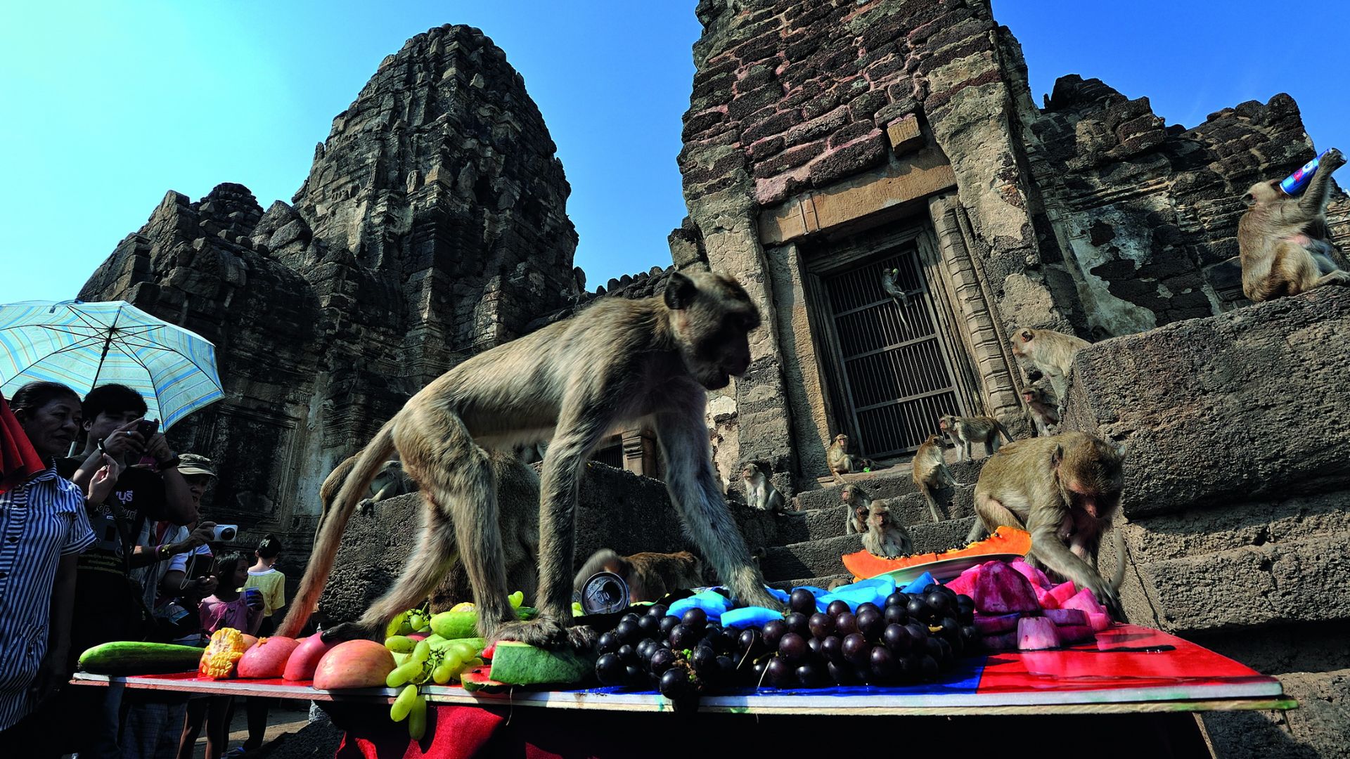 12. Festival du buffet de singe en Thaïlande
