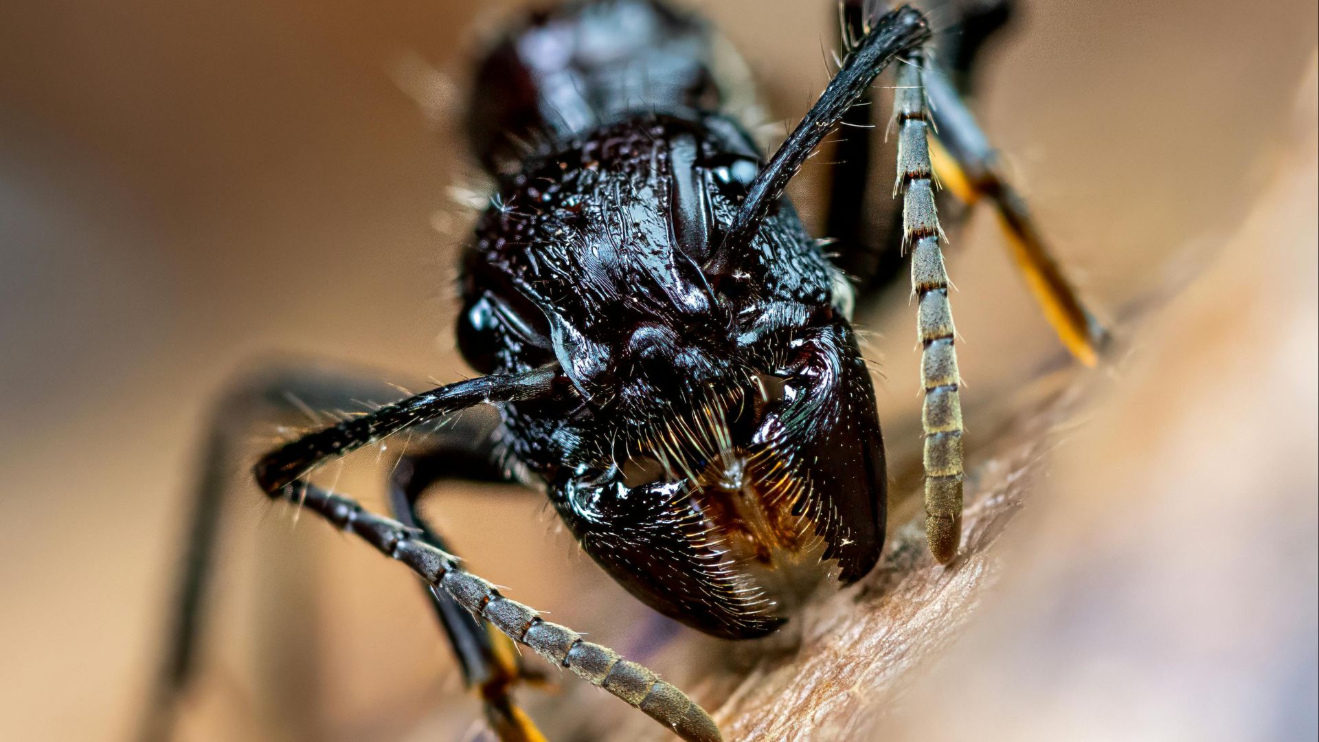 14. Les gants Bullet Ant au Brésil