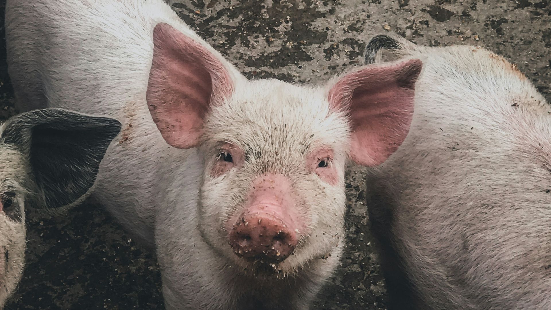 5. France : Nommer un cochon Napoléon