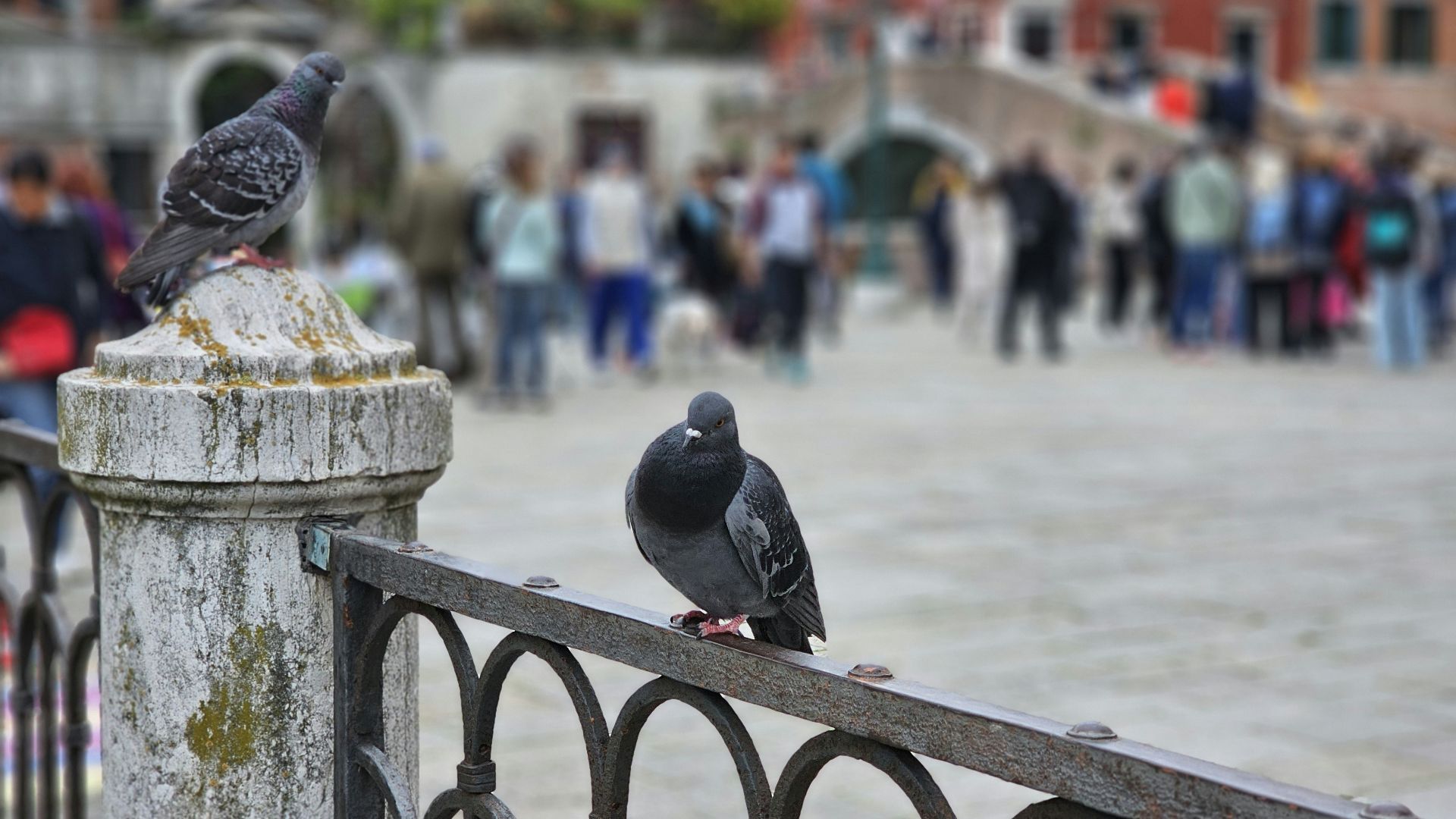 19. Italie : Nourrir les pigeons à Venise