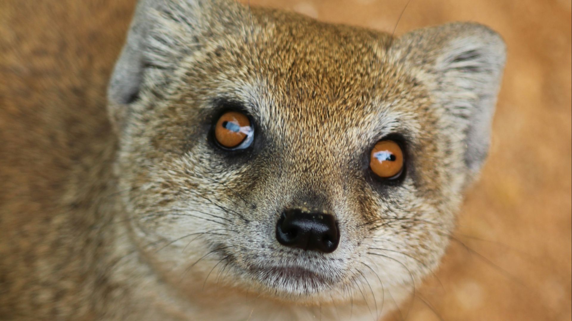 10. Utilisation d'animaux pour la lutte contre les parasites