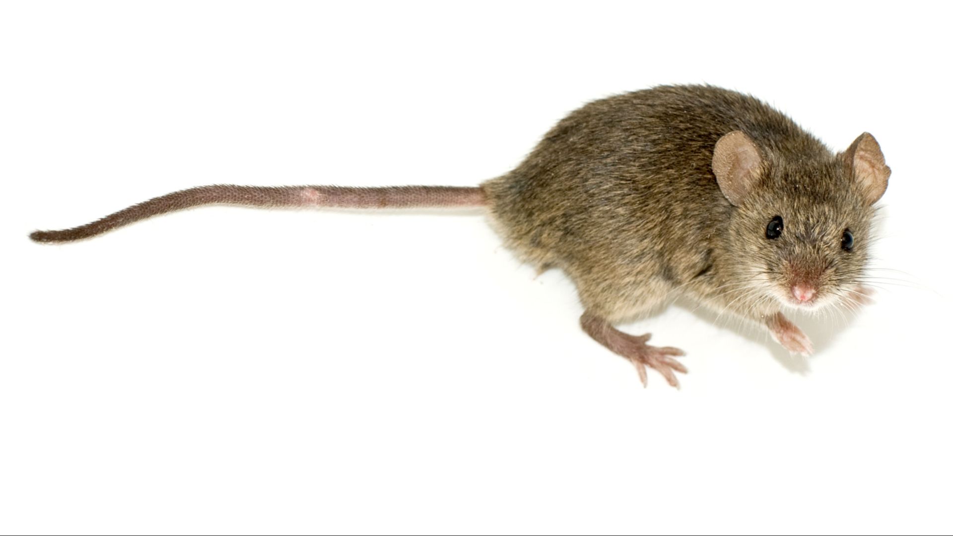 14. Utiliser des souris comme médicaments