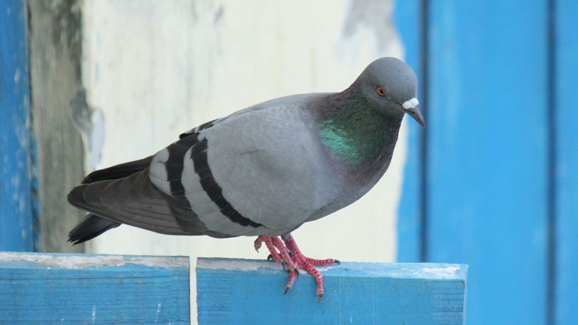 19. Utiliser des pigeons comme facteurs