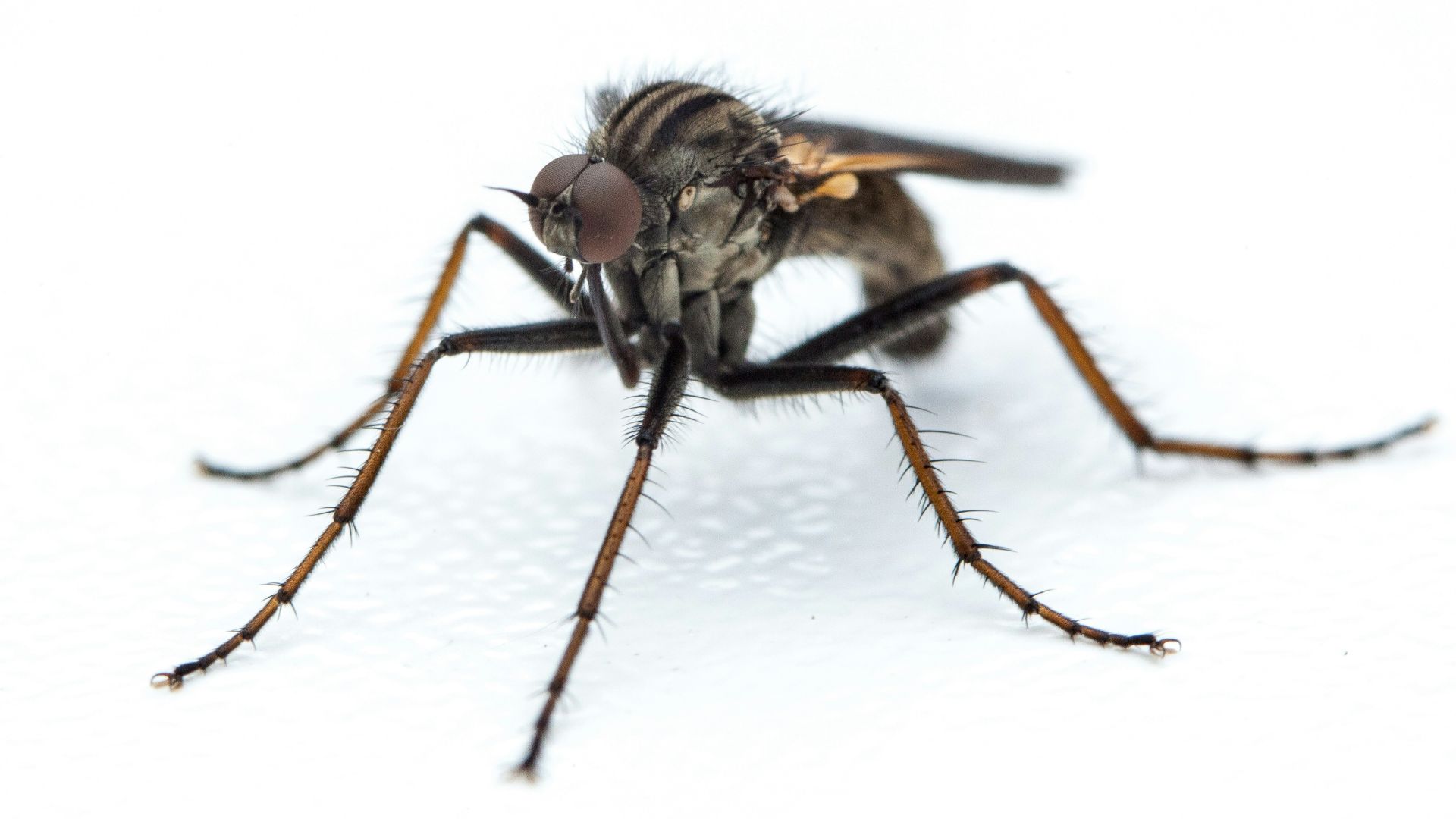 La peste américaine : 20 faits terrifiants sur la fièvre jaune