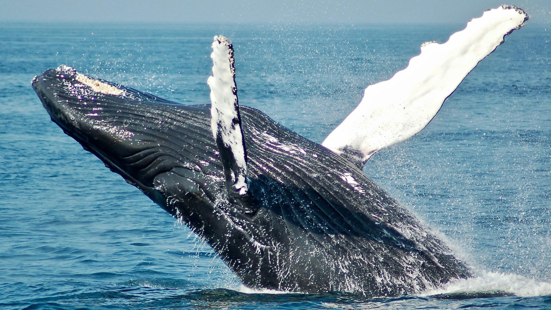 3. Des patients atteints d'arthrite ont séjourné dans un hôtel pour baleines