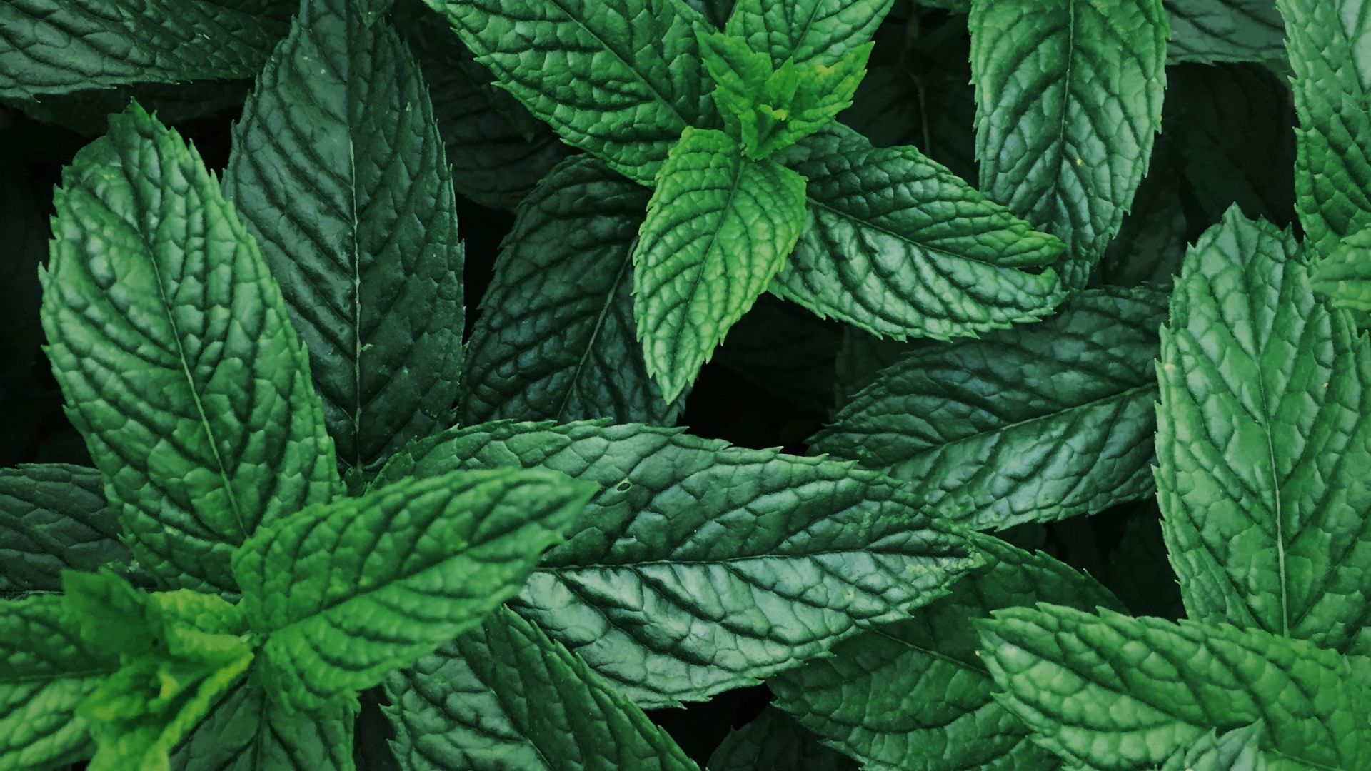 9. Menthe poivrée