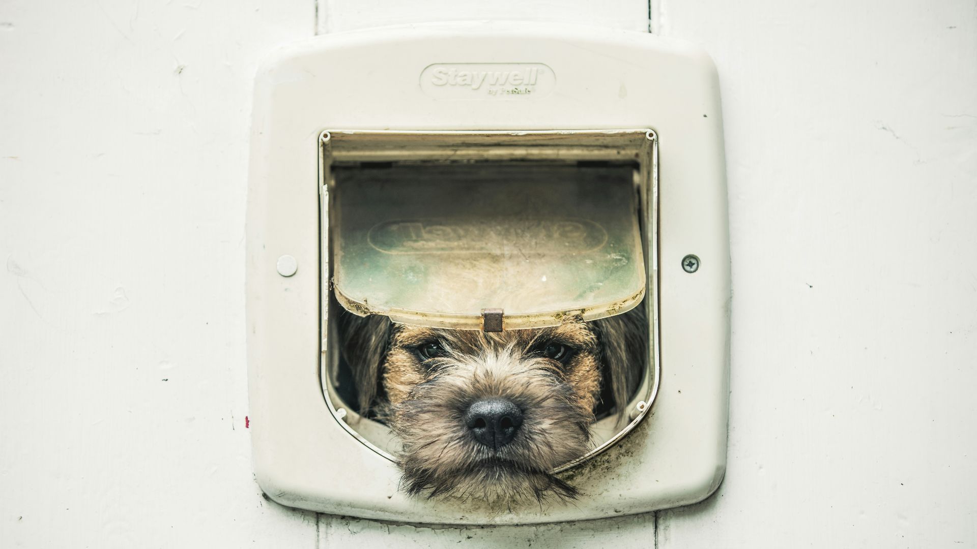 13. Installations permanentes pour animaux de compagnie