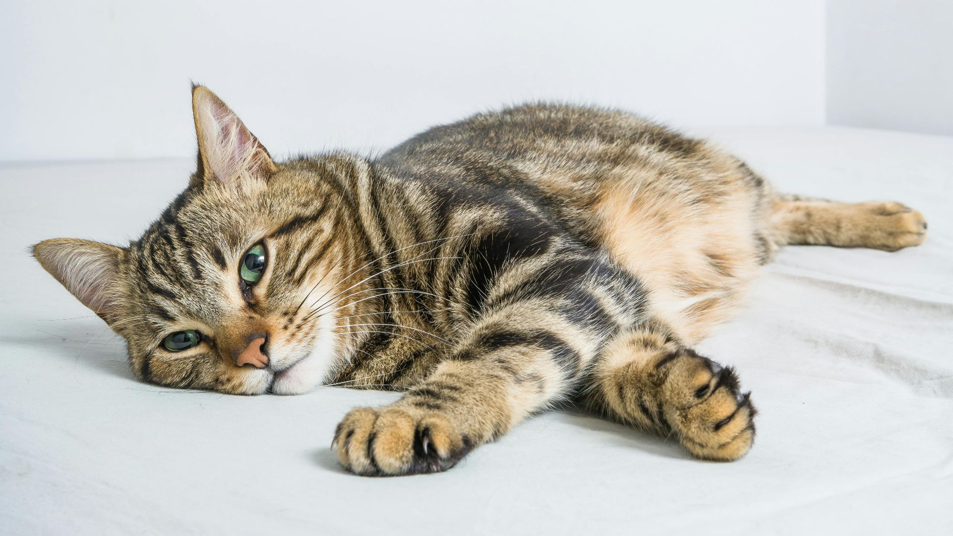 15. Poils d'animaux