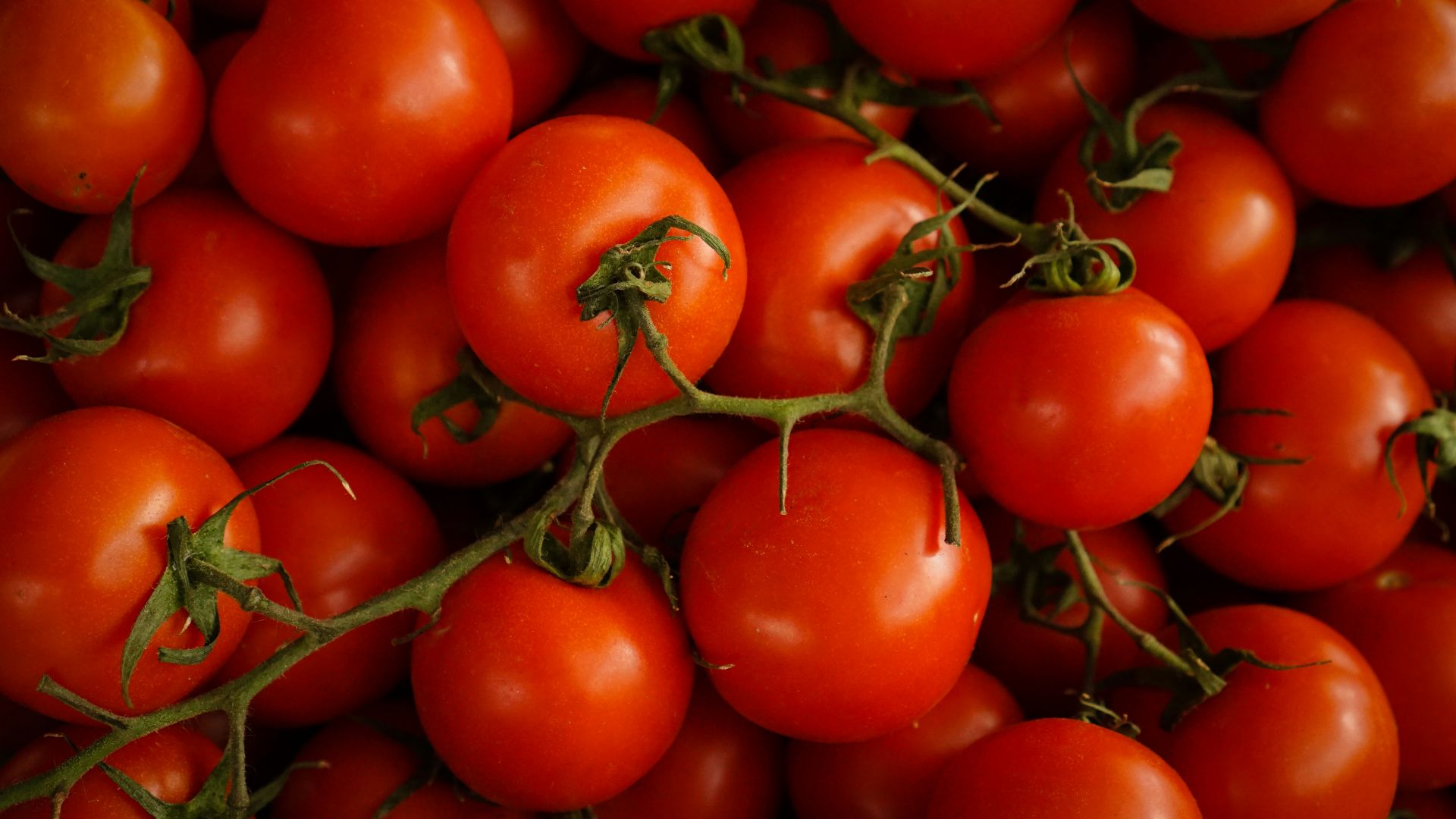 15. Tomates