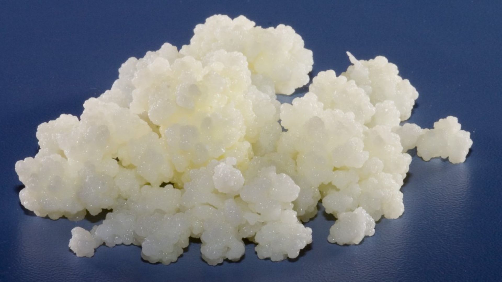 17. Haricots blancs au kéfir et à l'aneth frais