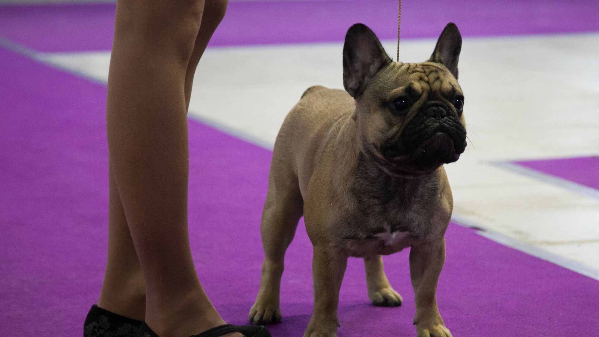 7. L'exposition canine nationale