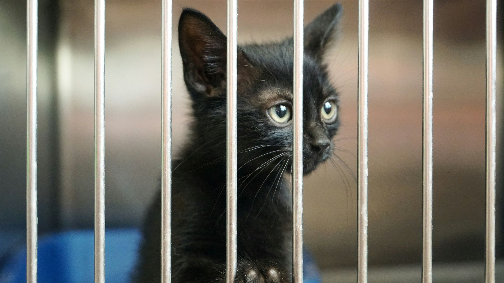 18. Visiter un refuge pour animaux