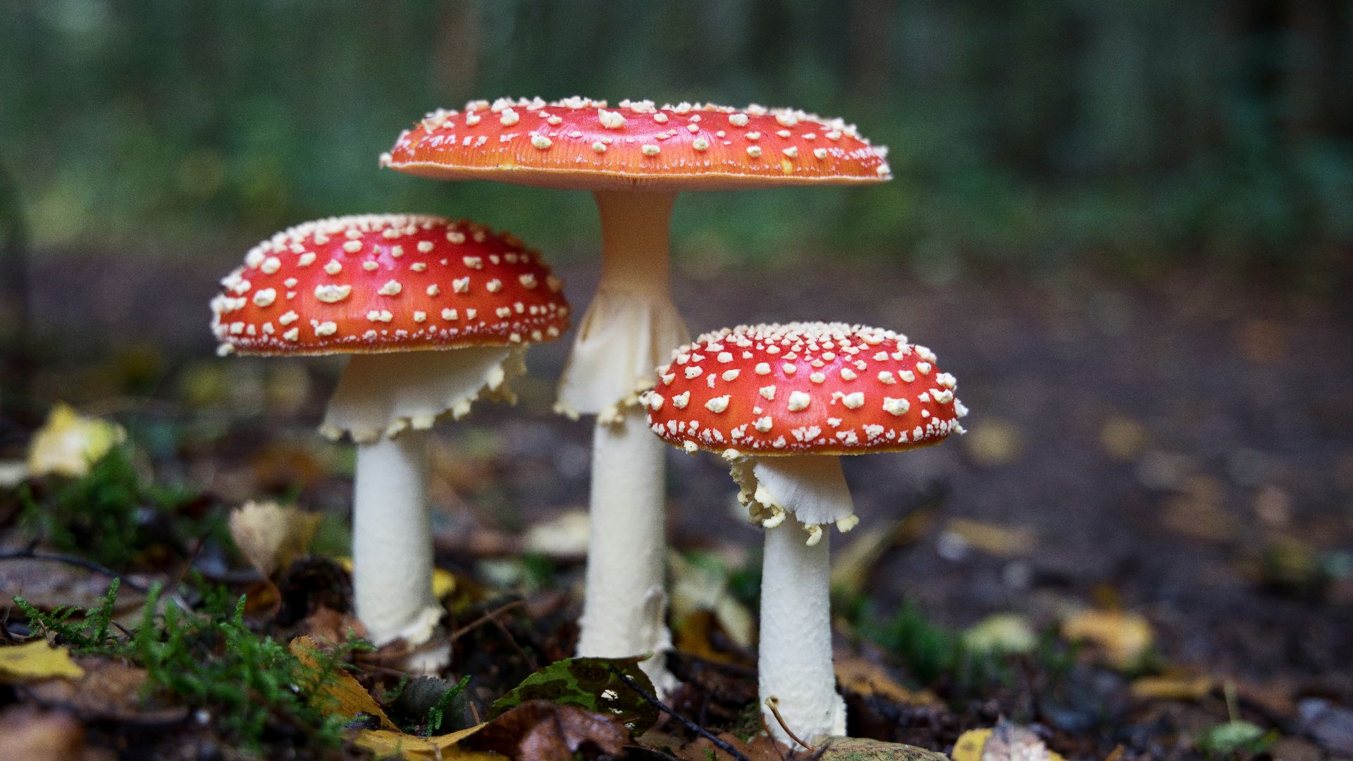 Style durable : 20 tissus durables qui changent l’industrie