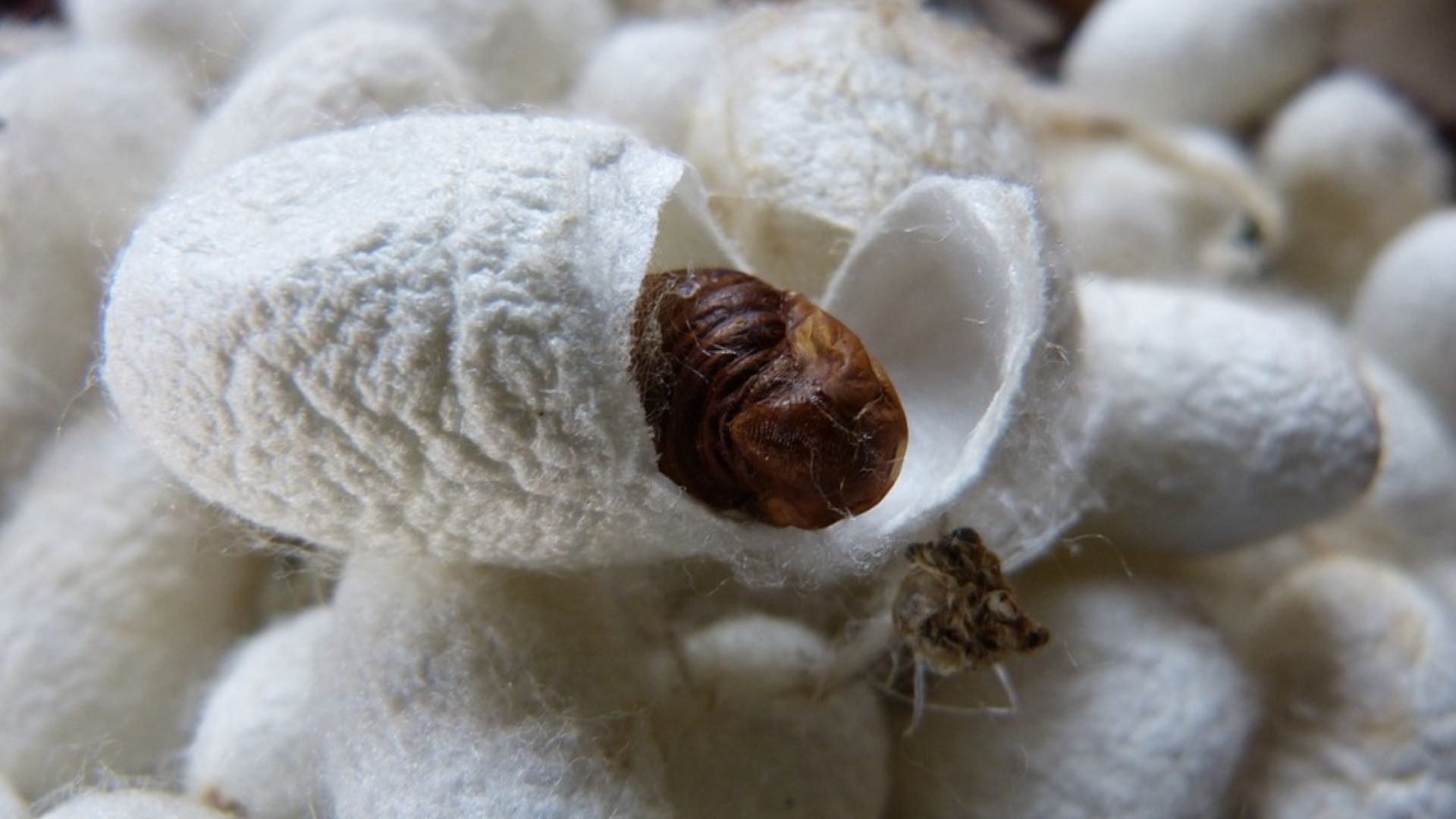 16. Soie de la paix (soie Ahimsa)