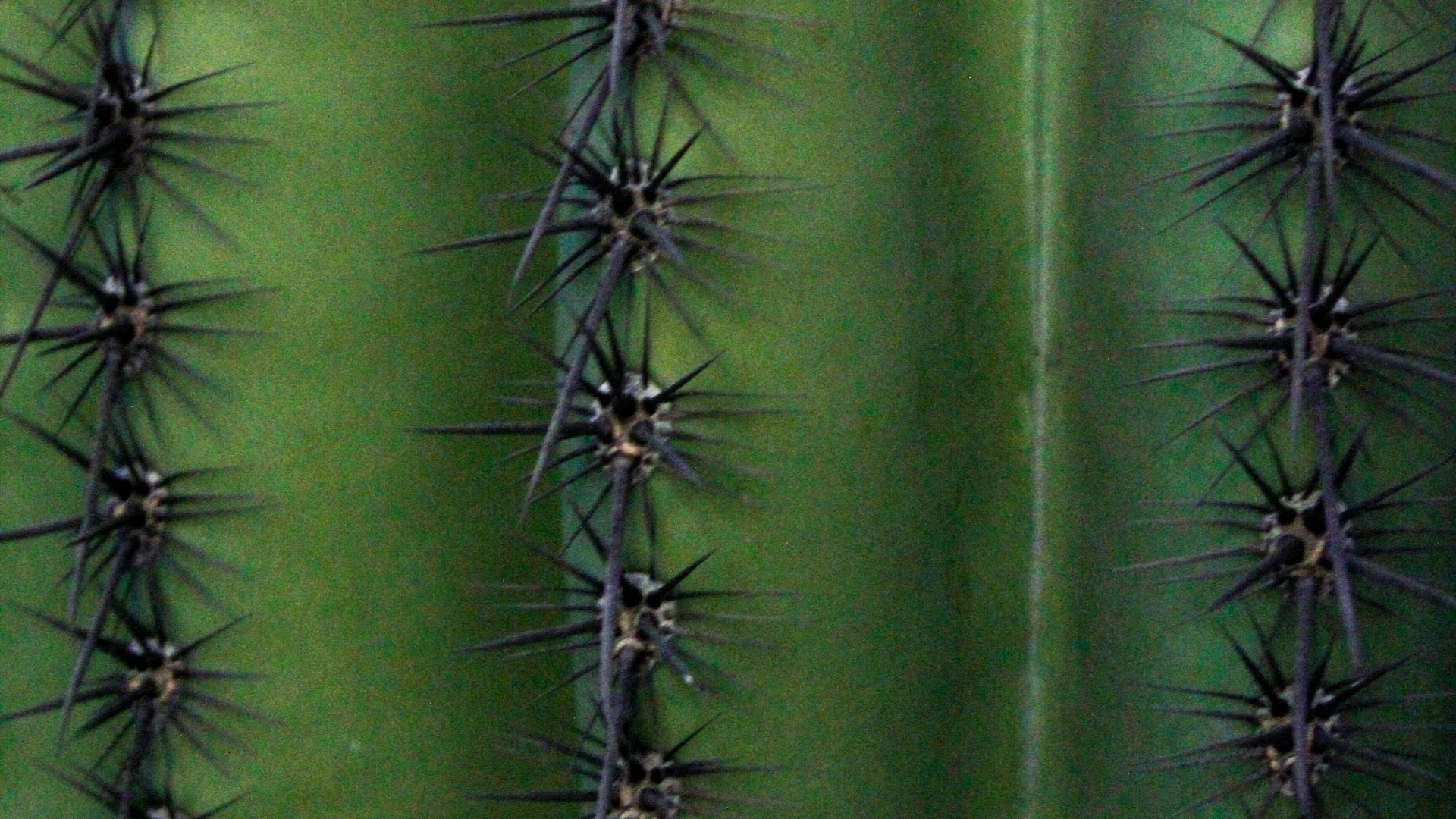 17. Cuir de cactus