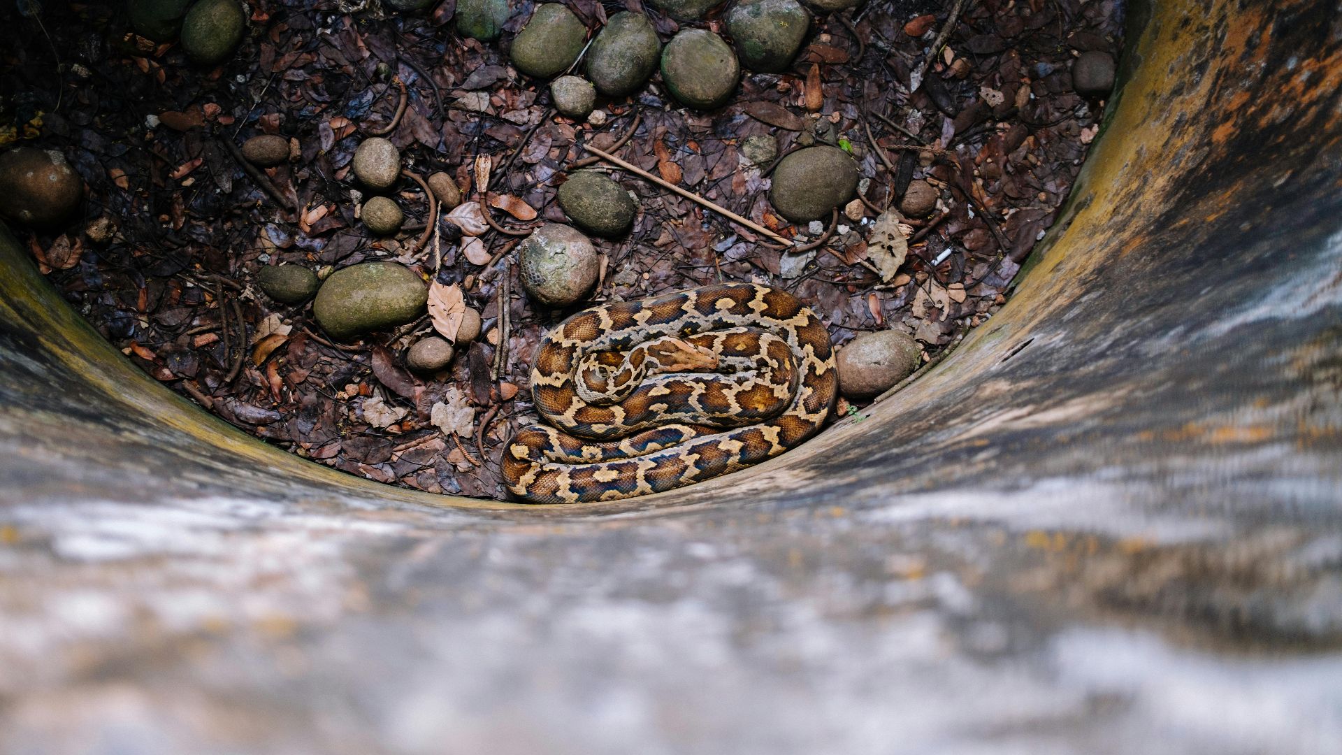 3. Les fosses à serpents pour les maladies mentales