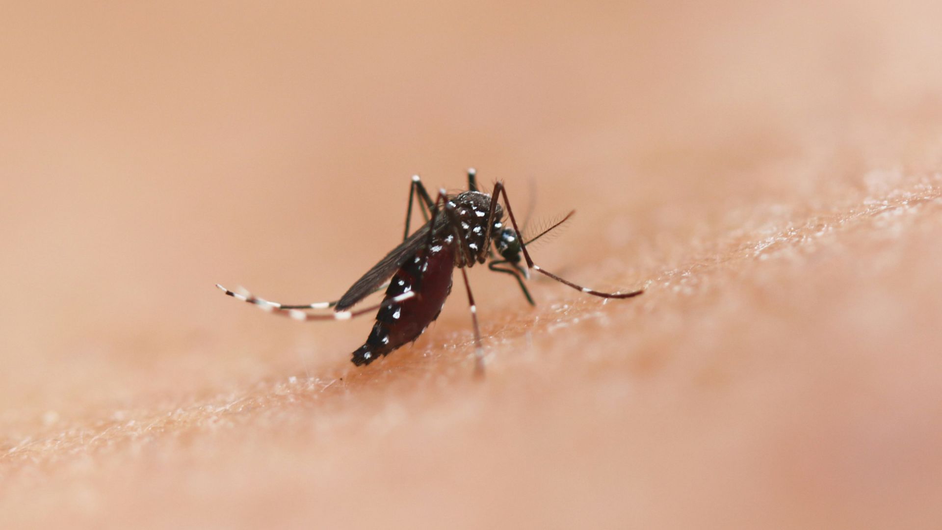 19. Traitement de la syphilis par les moustiques