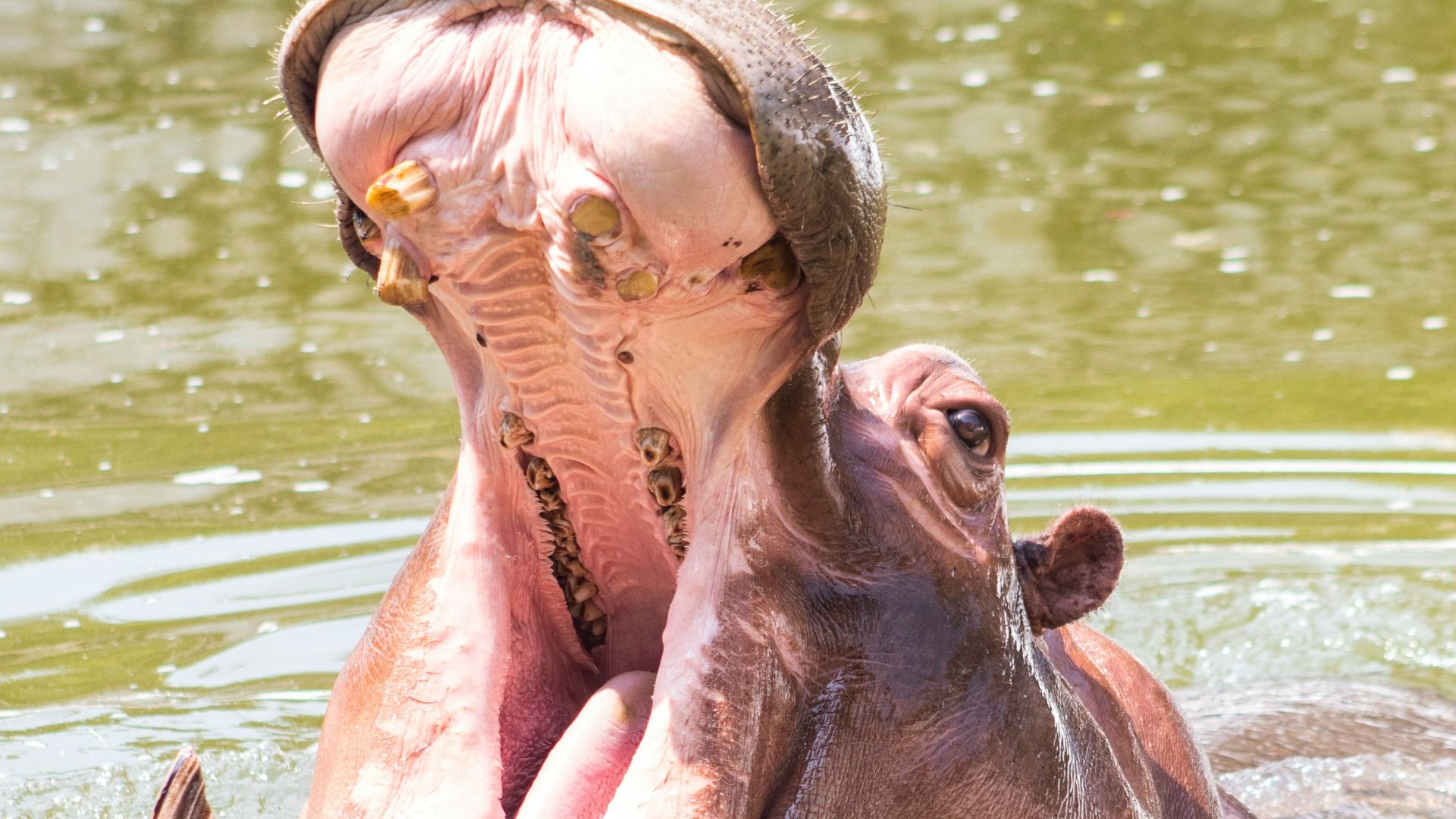 14. C'est grâce à lui qu'il y a des hippopotames en Colombie