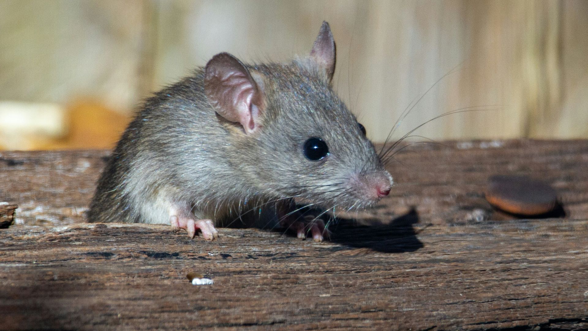 17. Les rats ont mangé son argent