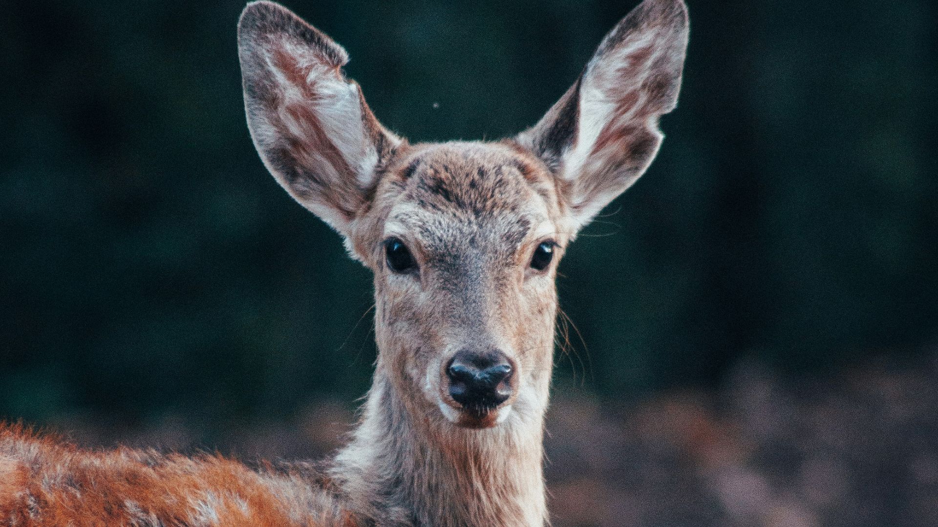 8. Cerf de Thanksgiving