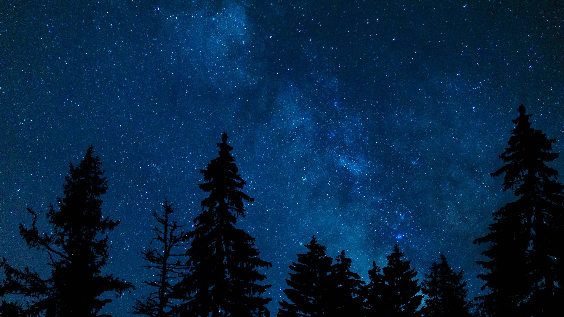 5. Silhouette de forêt de pins de minuit