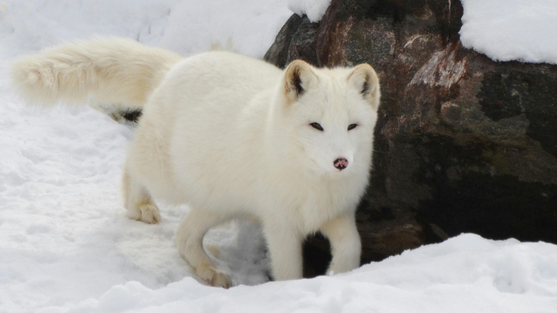 10. Manchettes à cuticules pailletées Arctic Fox