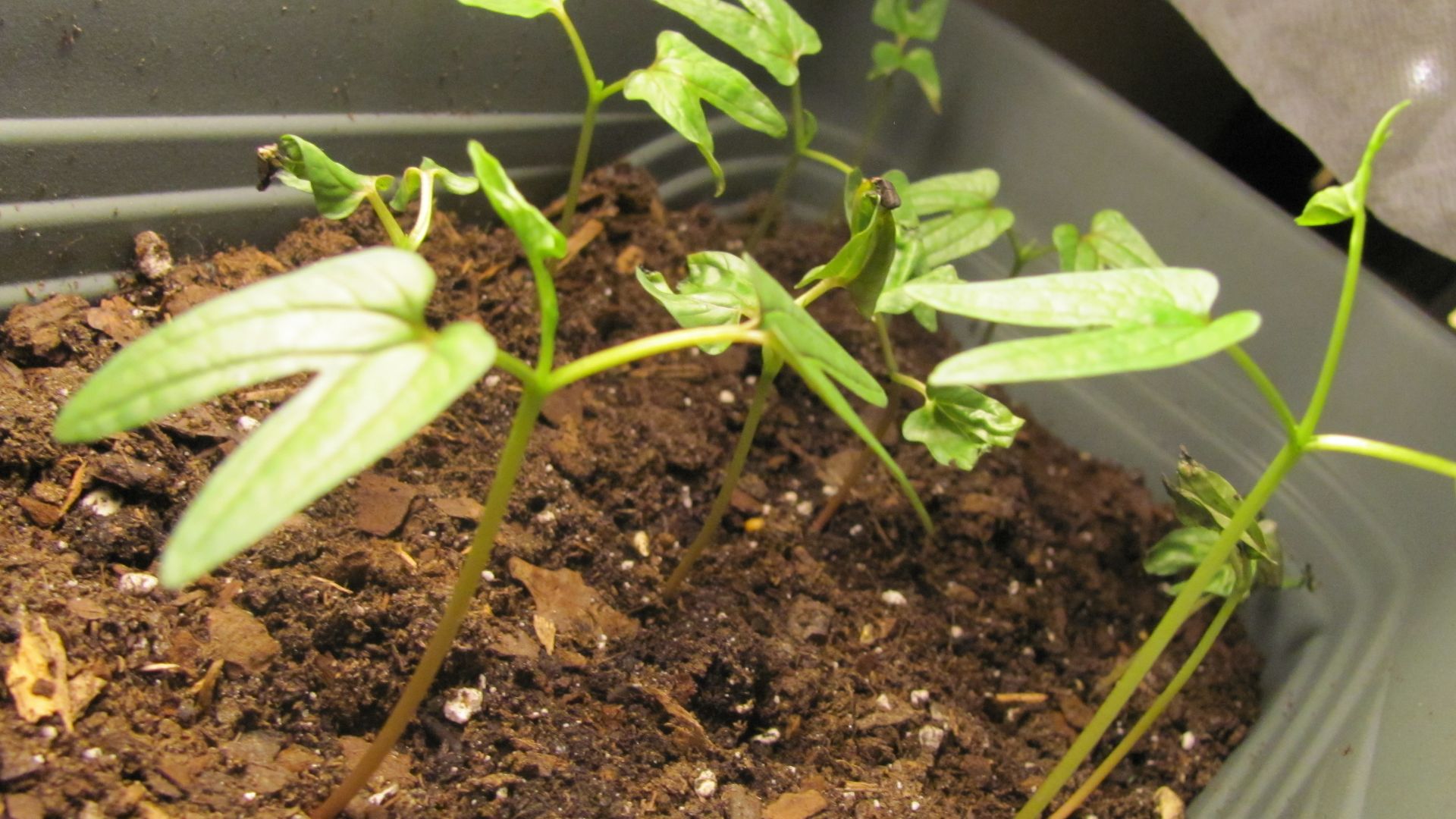 17. Cultiver des légumes verts avec les graines germées d'hiver