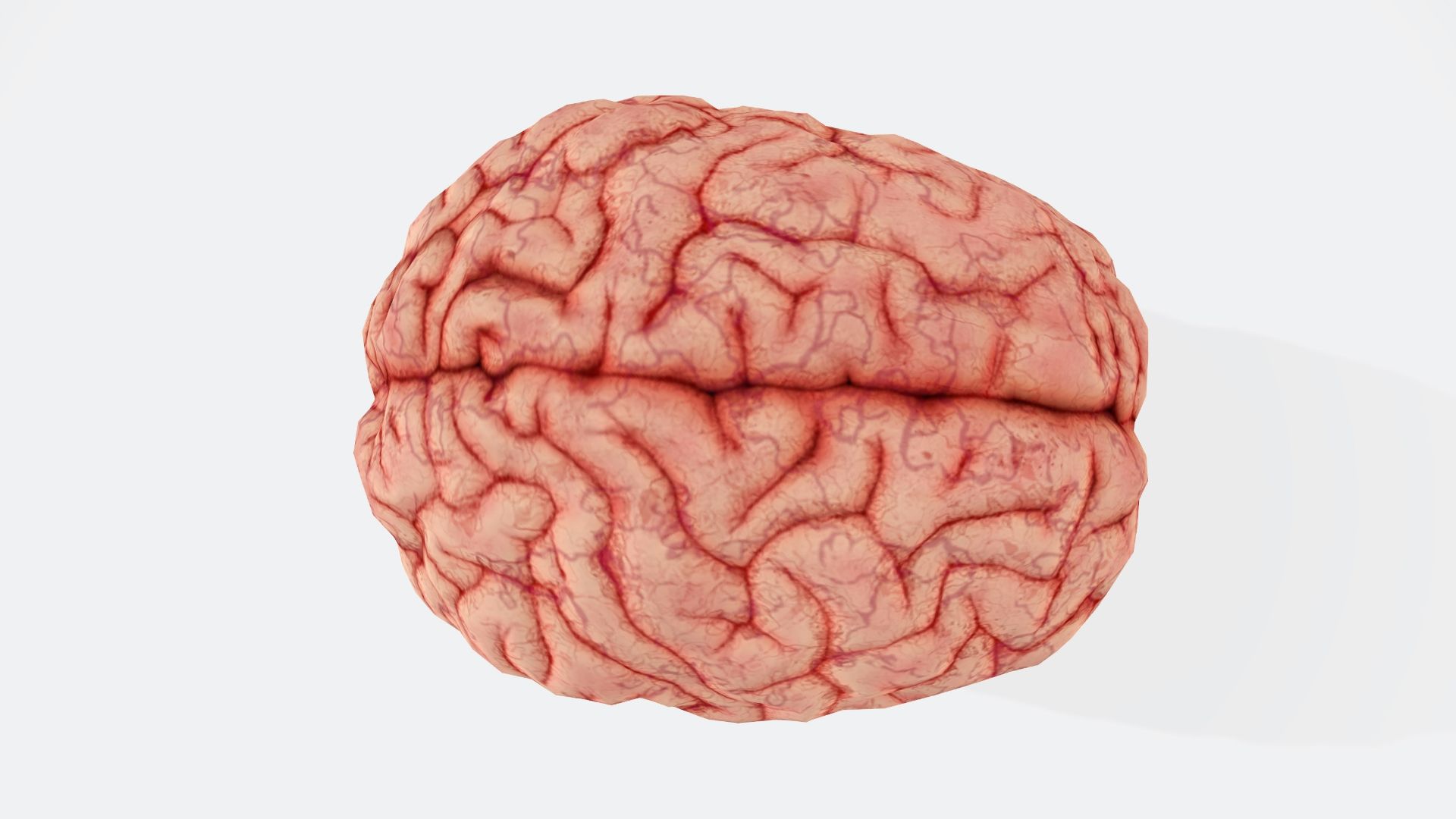 3. Cerveau en cuve