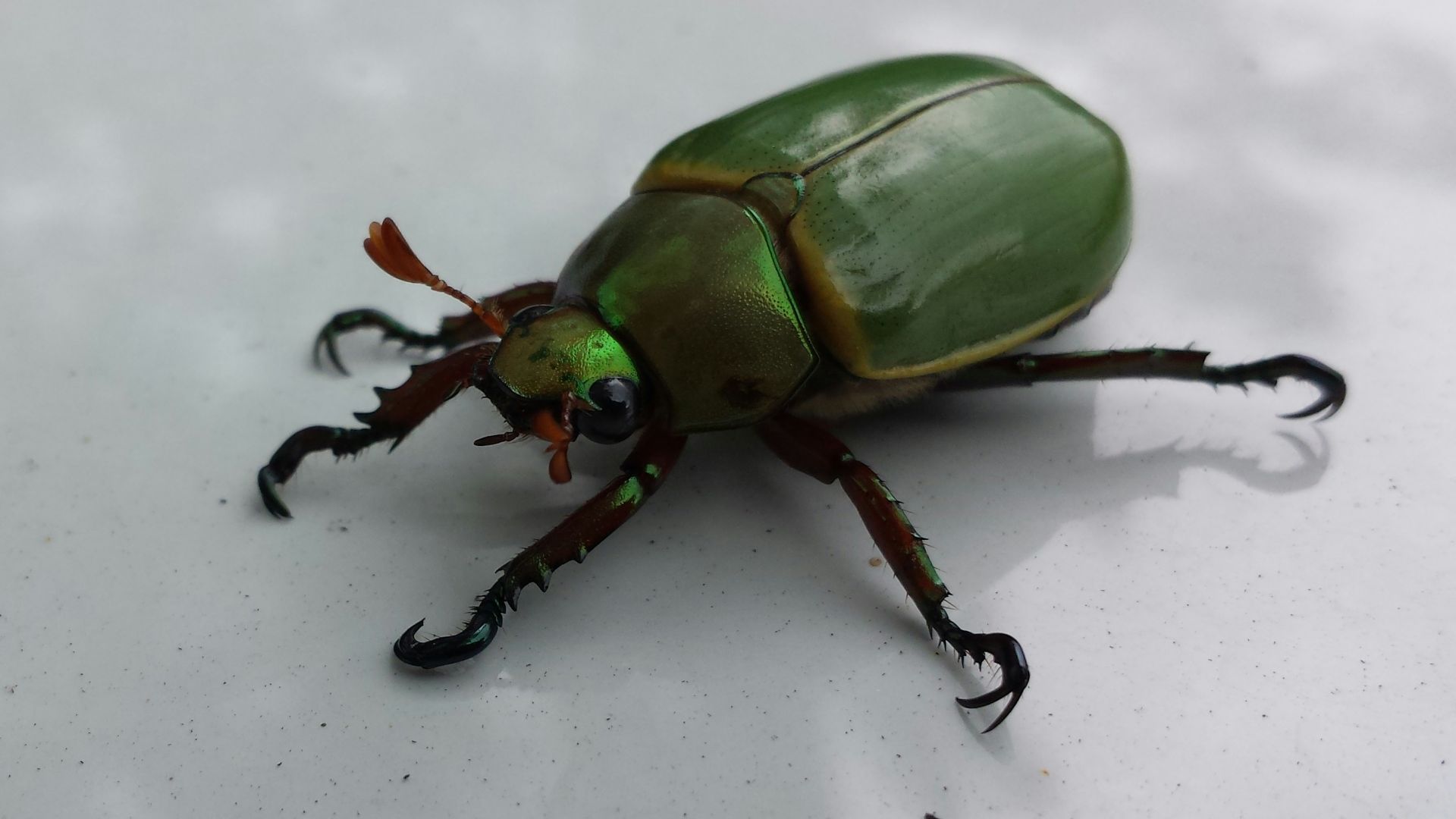 19. Le scarabée dans une boîte