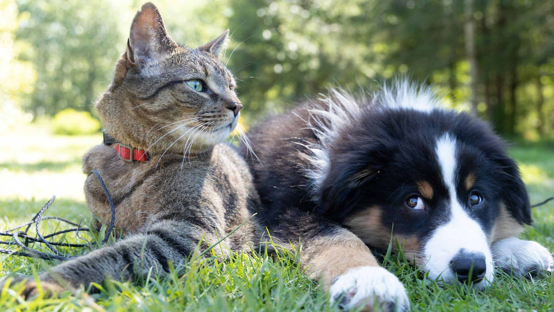 17. Les chiens étaient des mâles et les chats des femelles