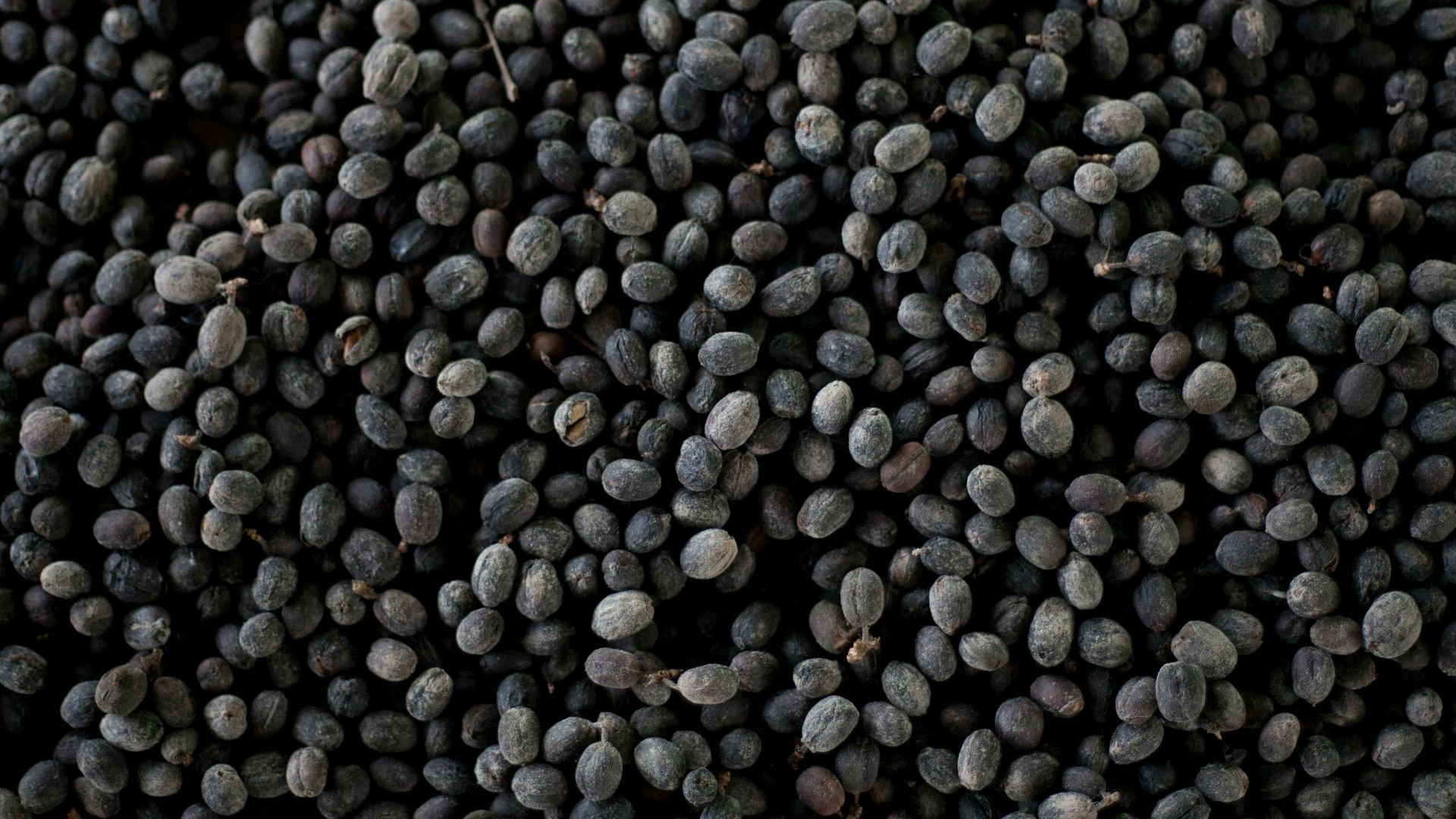 11. Haricots noirs
