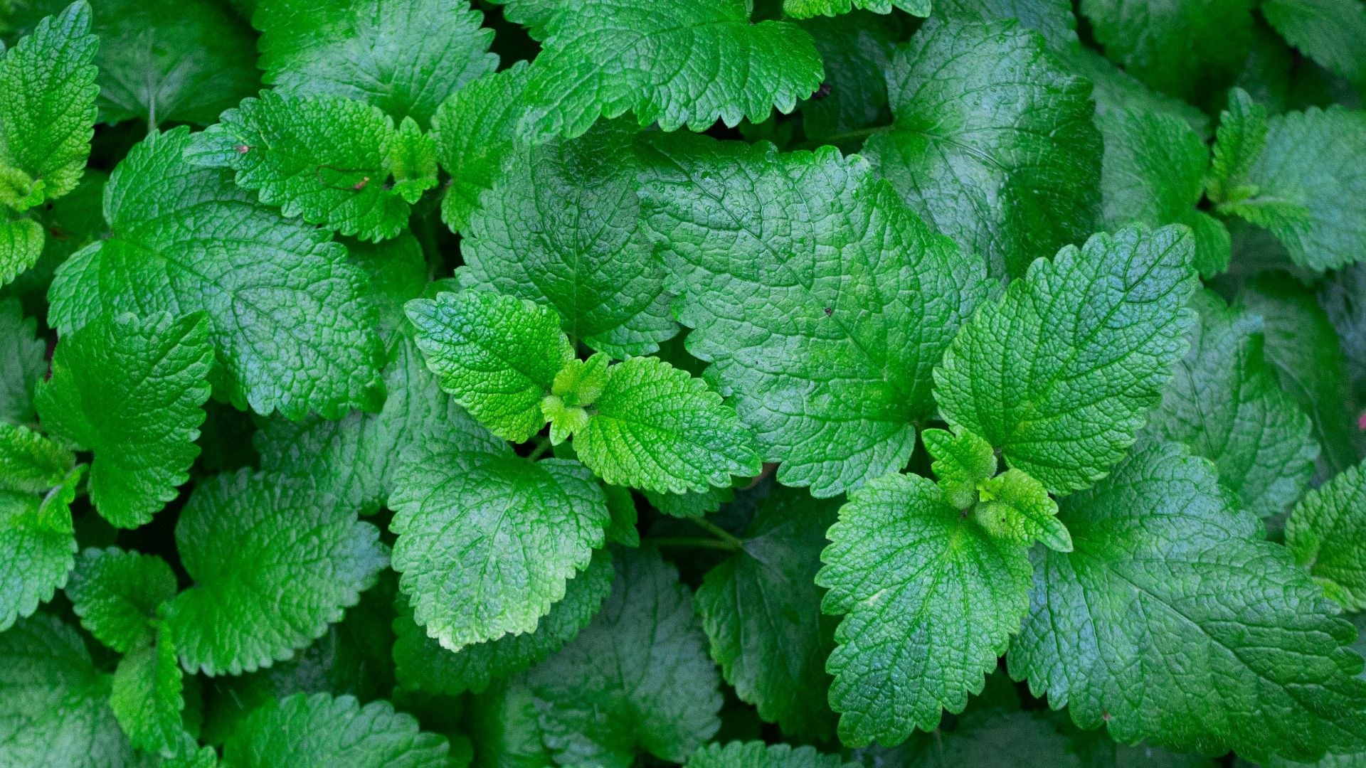 18. Herbes fraîches