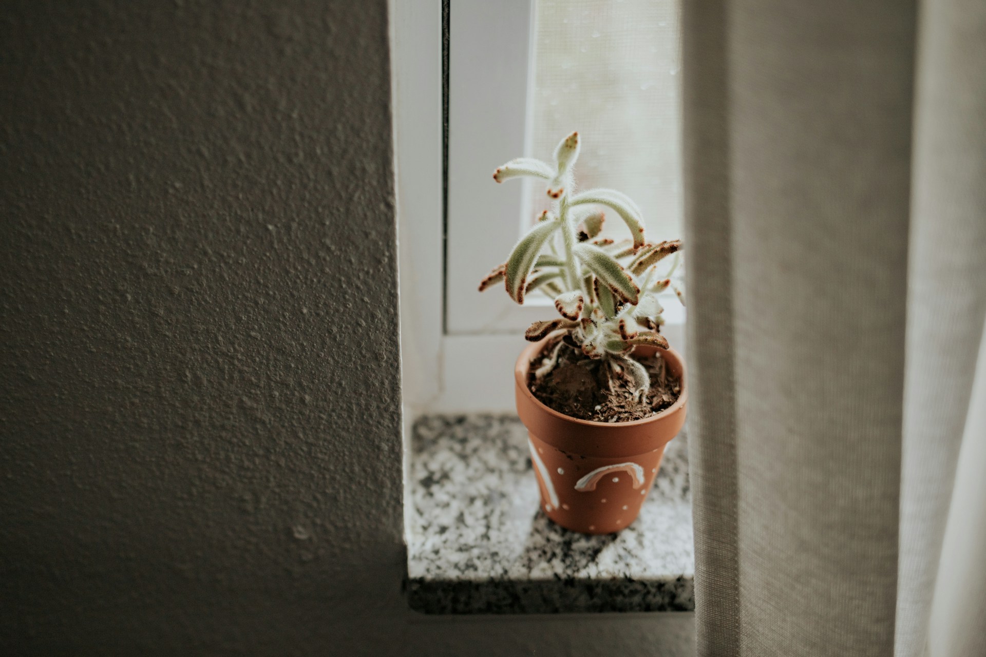 Houseplant