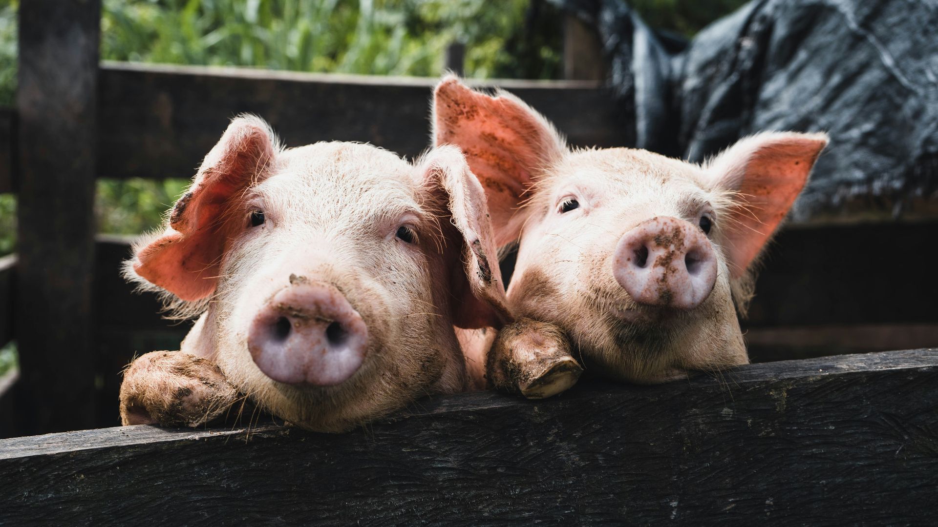 8. Xénotransplantation porcine