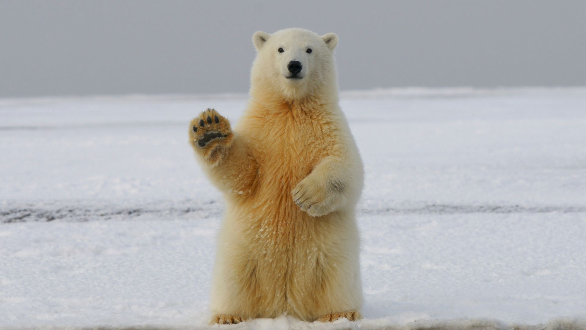 13. Le combat contre un ours polaire de Lydia Angyiou