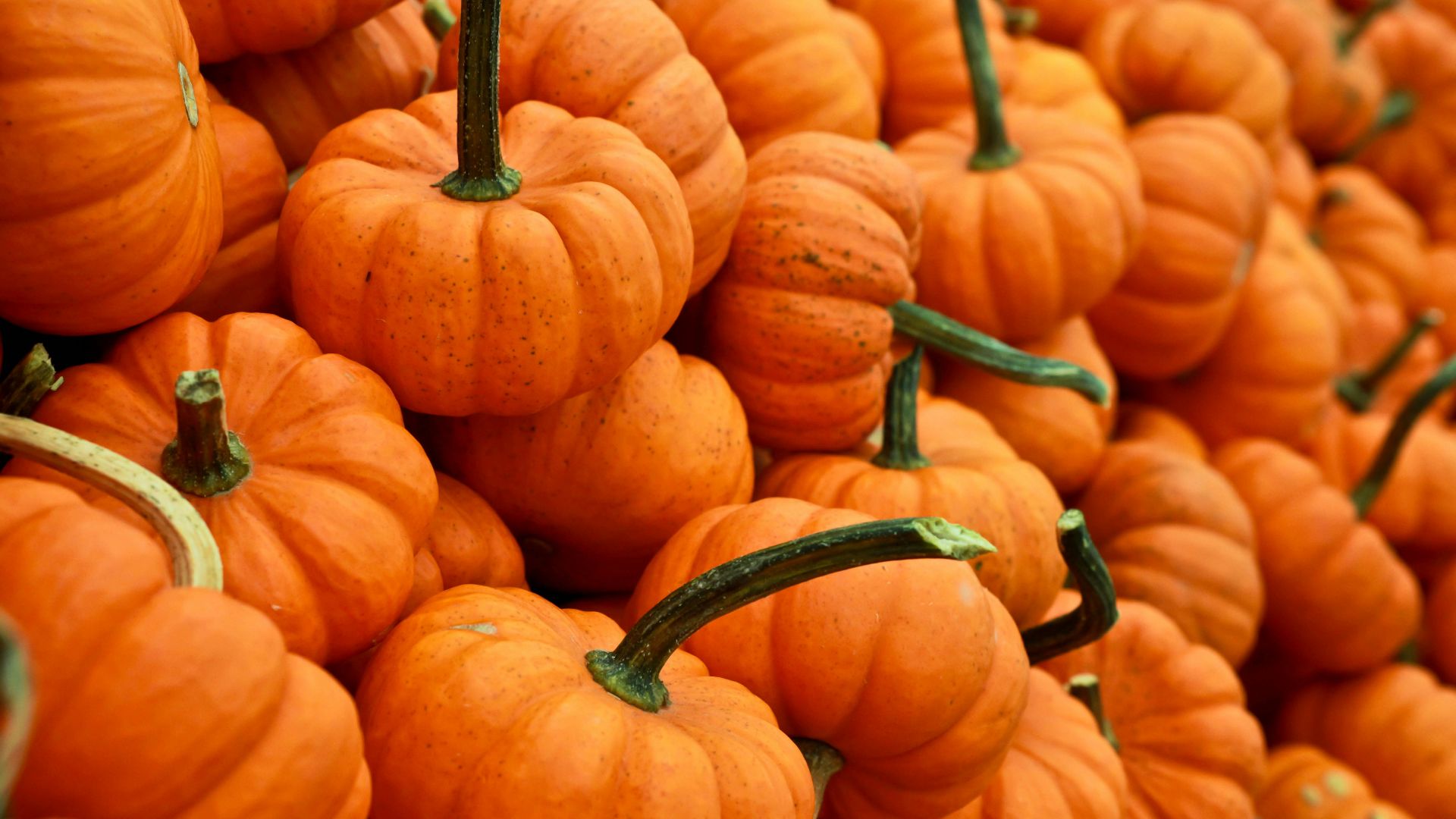 16. Champs de citrouilles