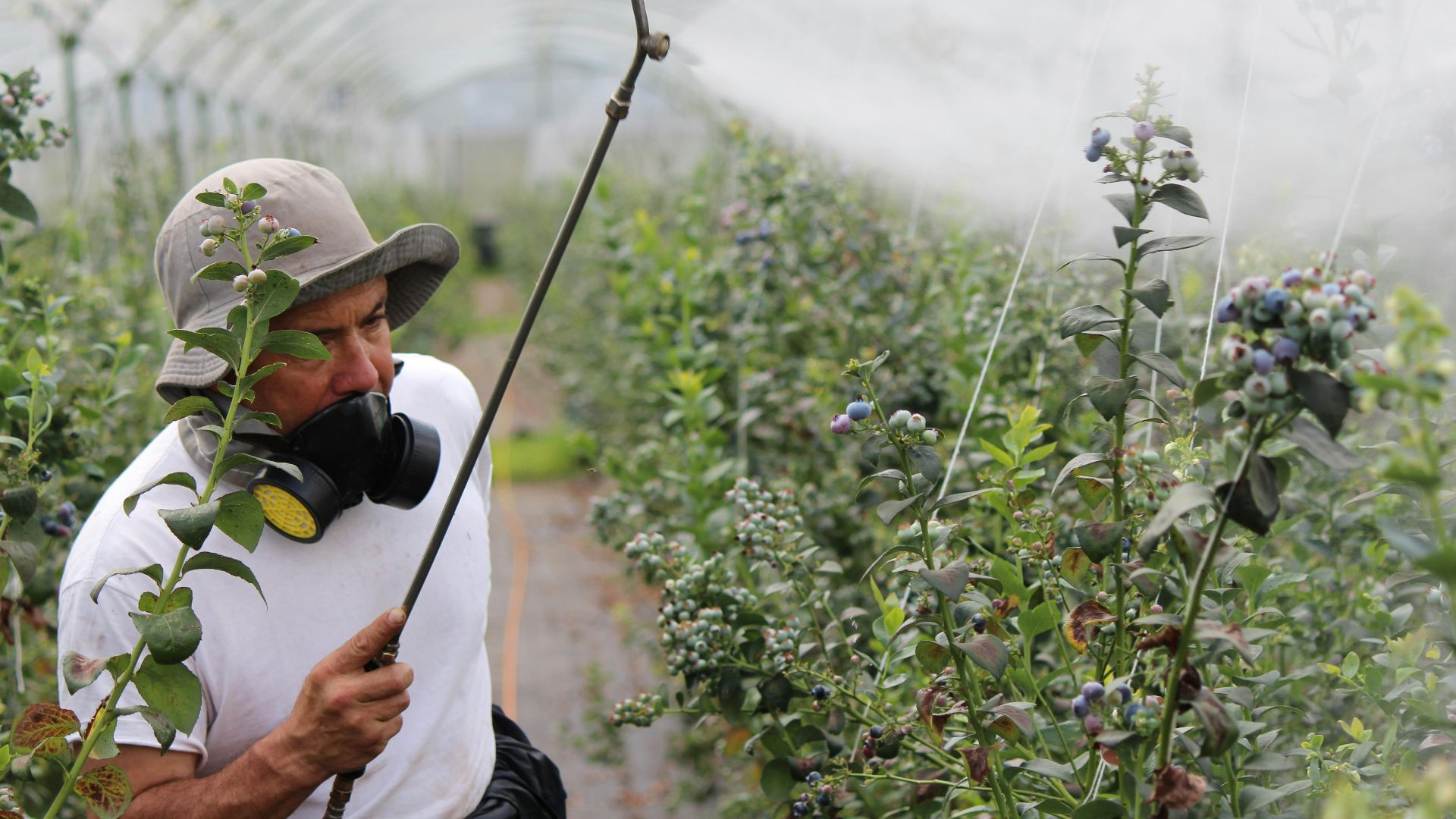 19. L'exposition aux pesticides