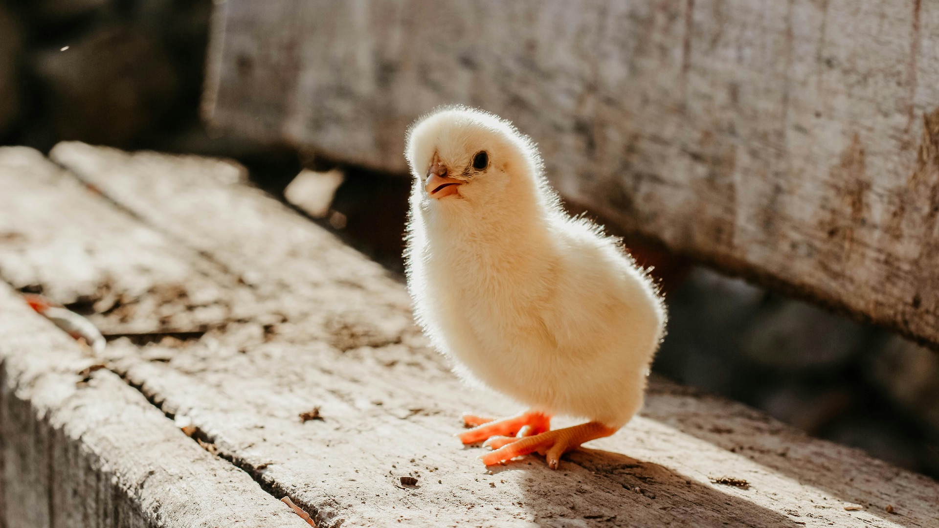 3. Si vous étiez un poulet, vous seriez im-peck-able