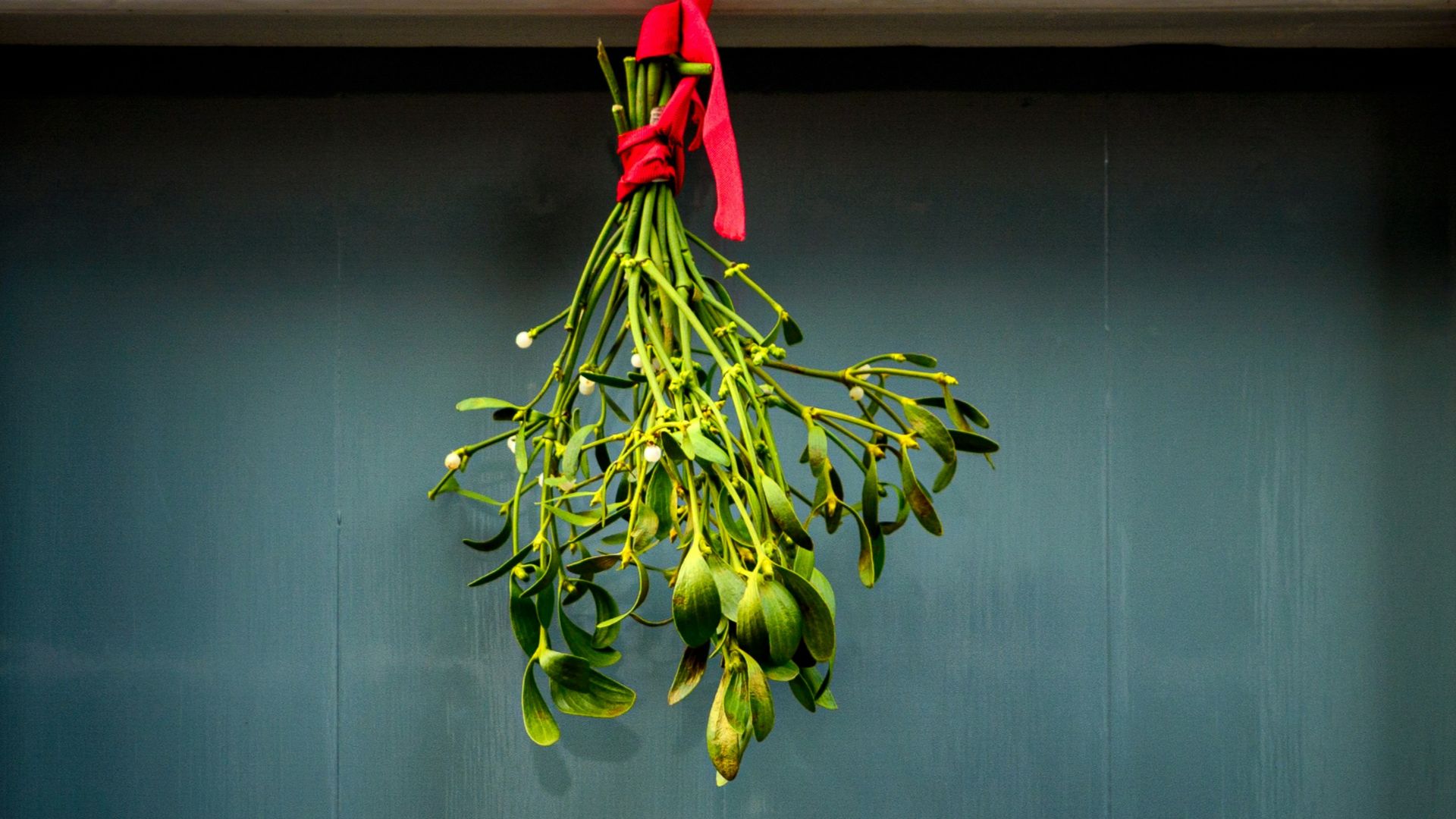 7. Mistletoe