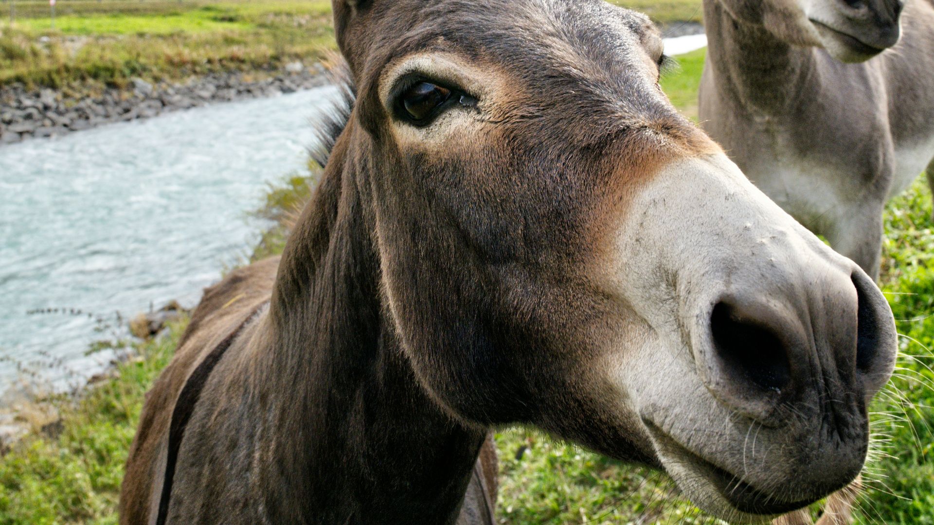 6. Dominick The Donkey
