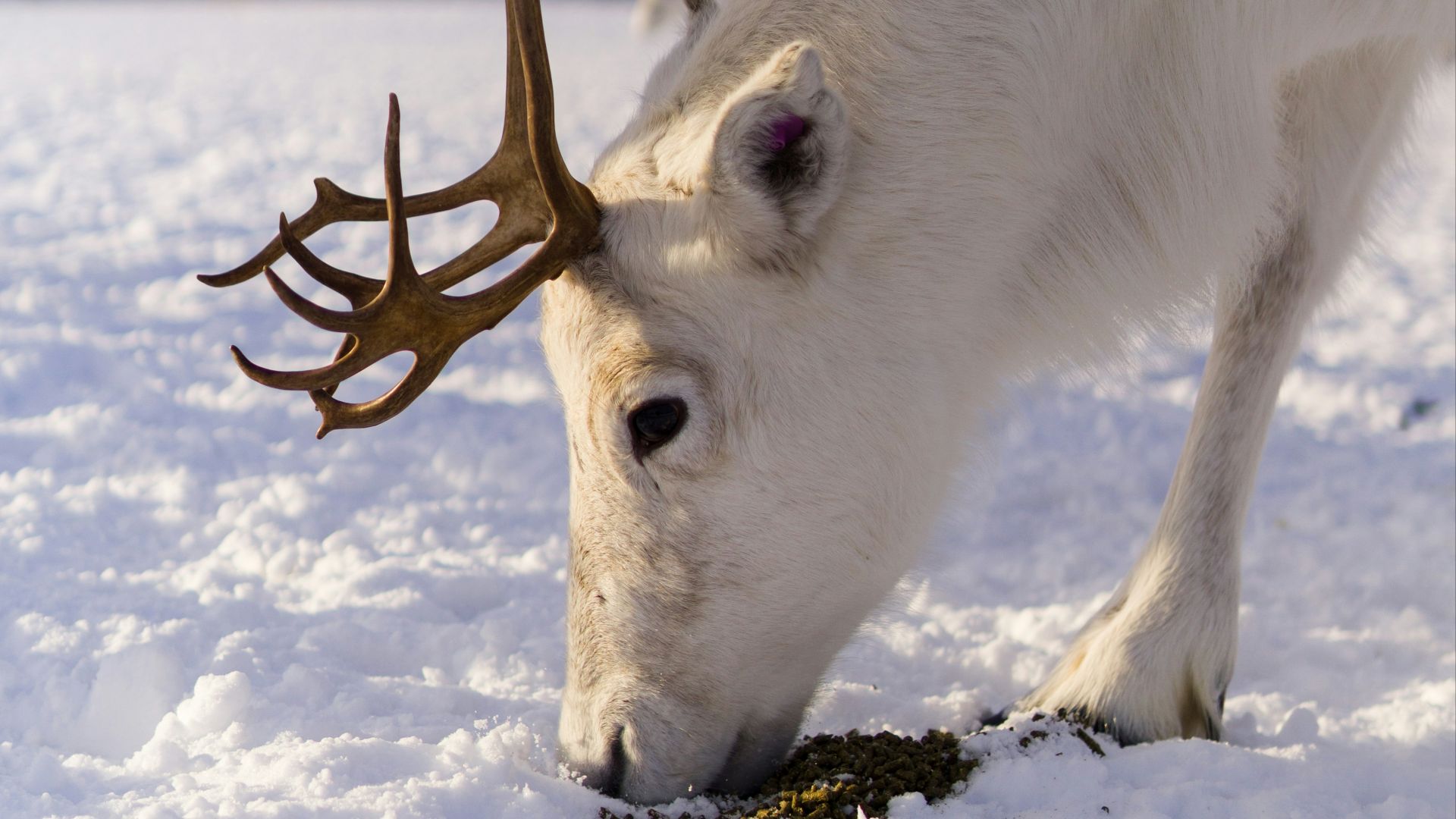 10. Grandma Got Run Over By A Reindeer