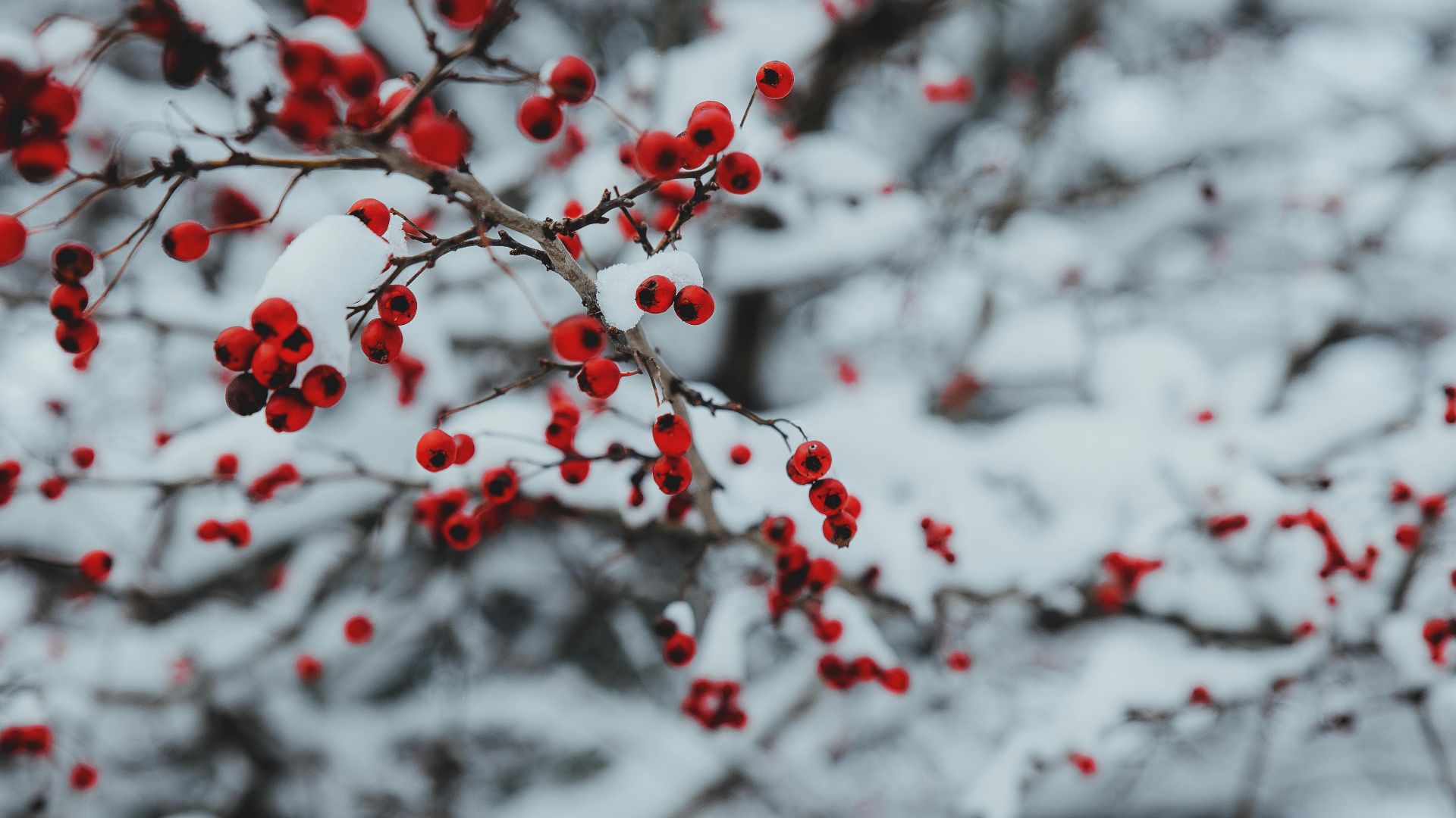 2. White Christmas