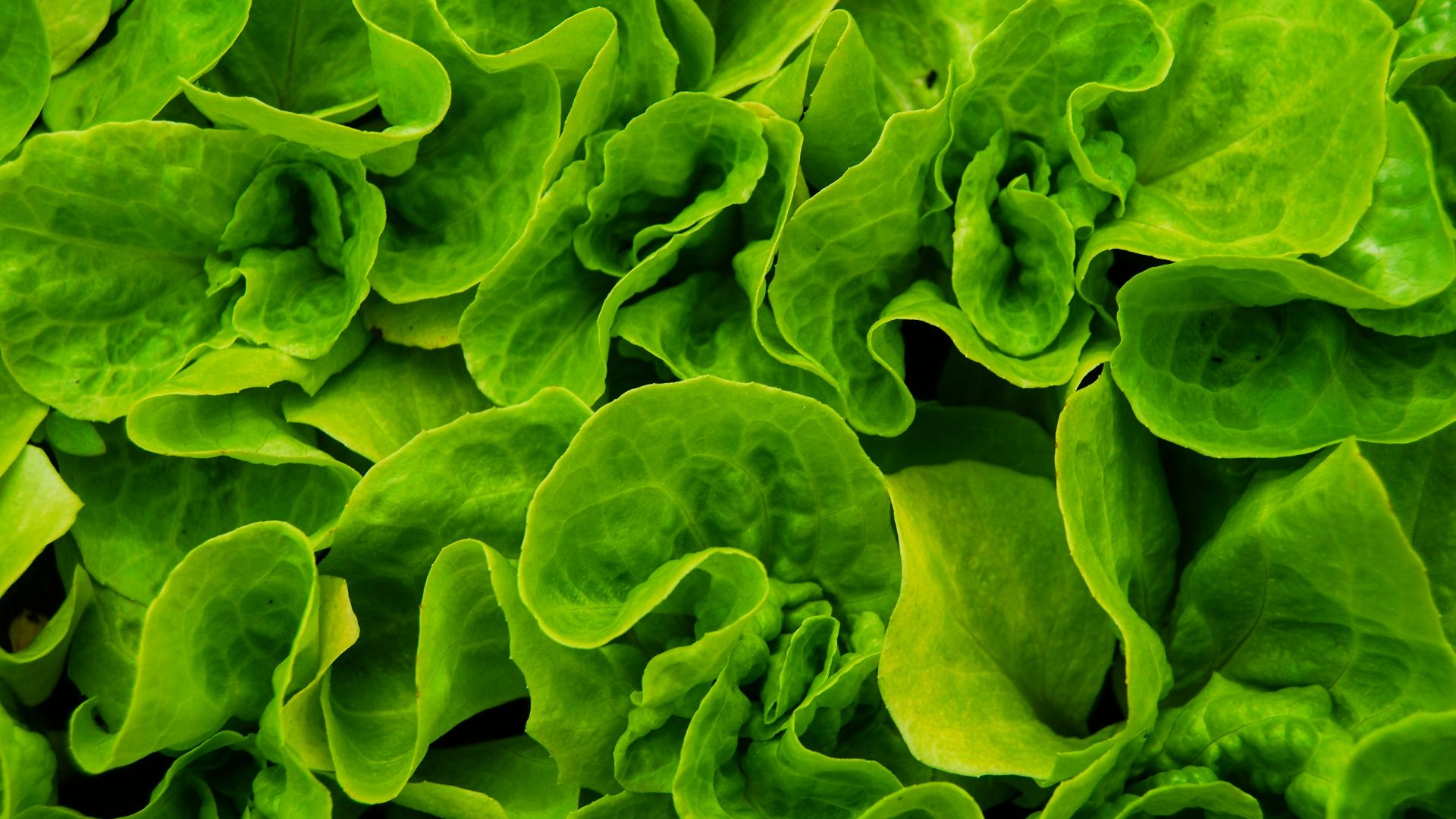 3. Légumes verts à feuilles