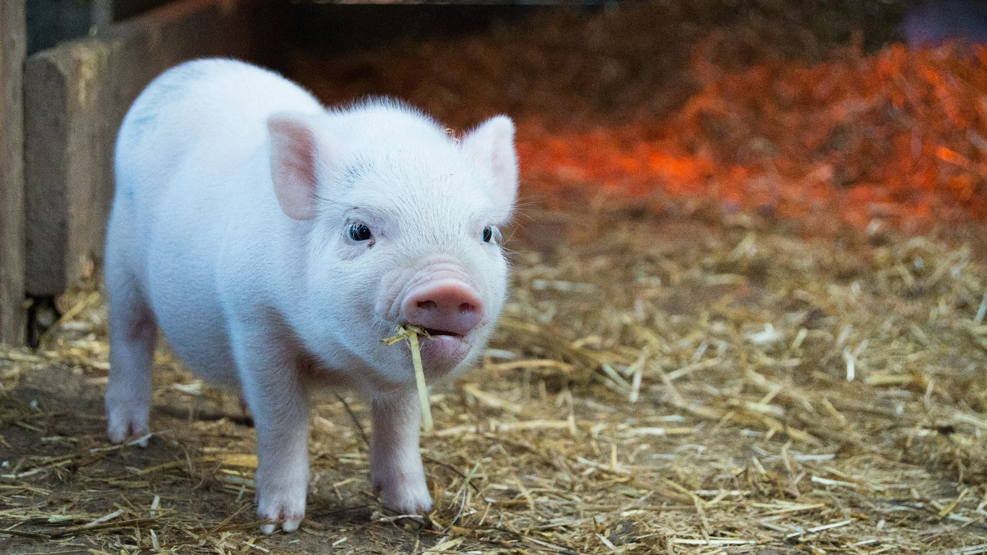 10. Les débuts du « HOG ».