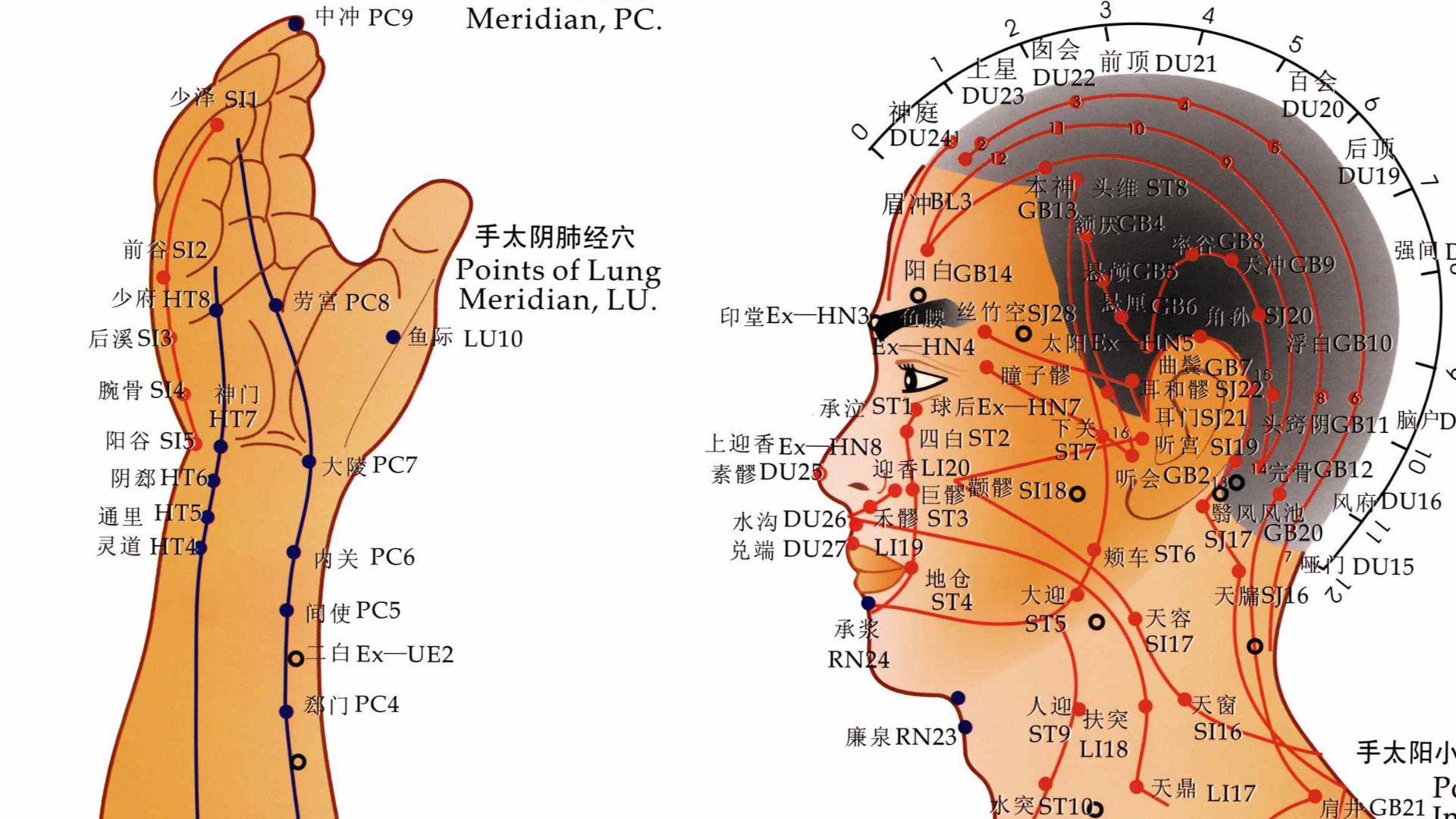 6. L'acupuncture active les voies anti-inflammatoires